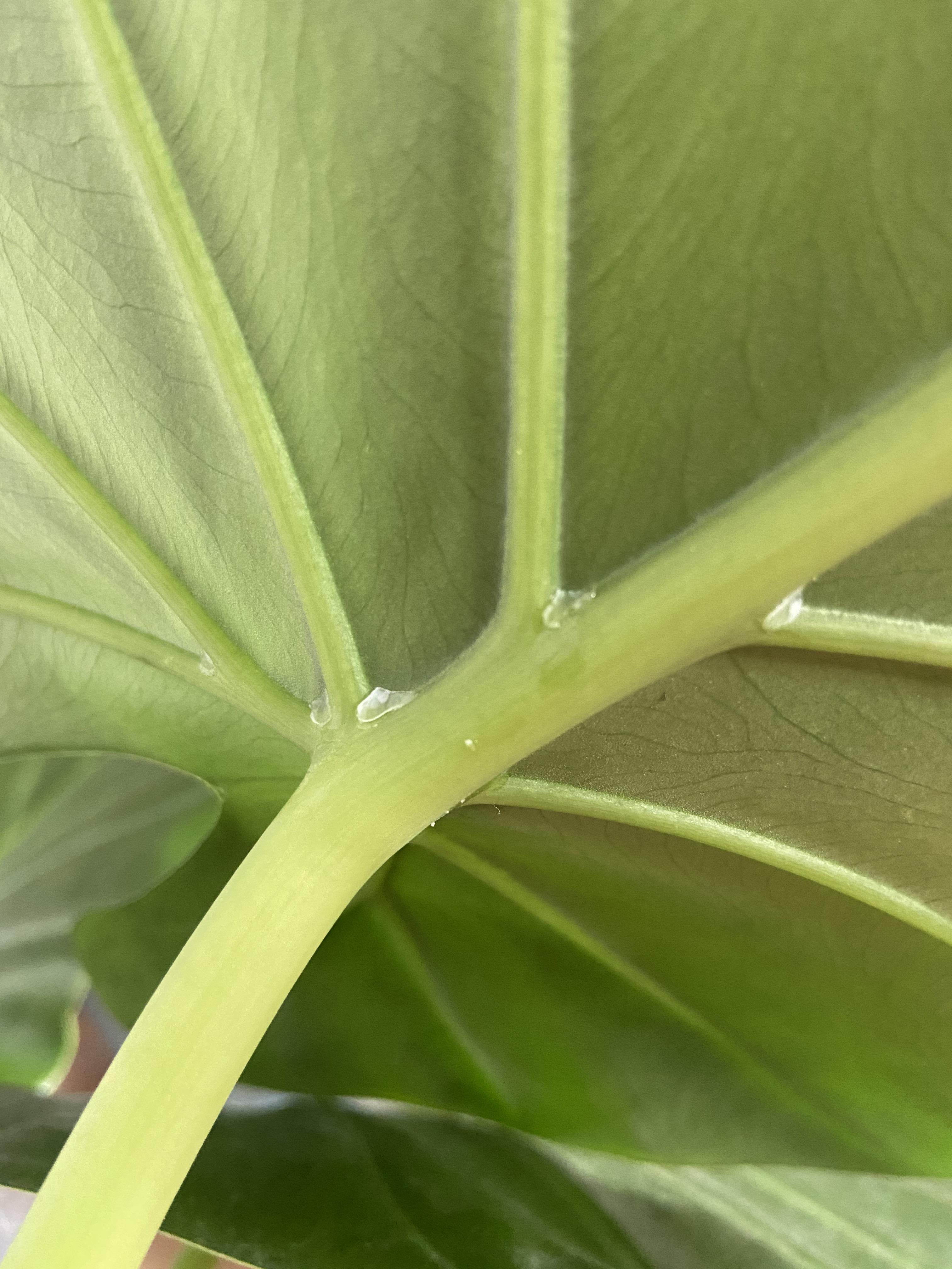 Indoor elephant plant has sticky white residue under the leaf. 4 out of