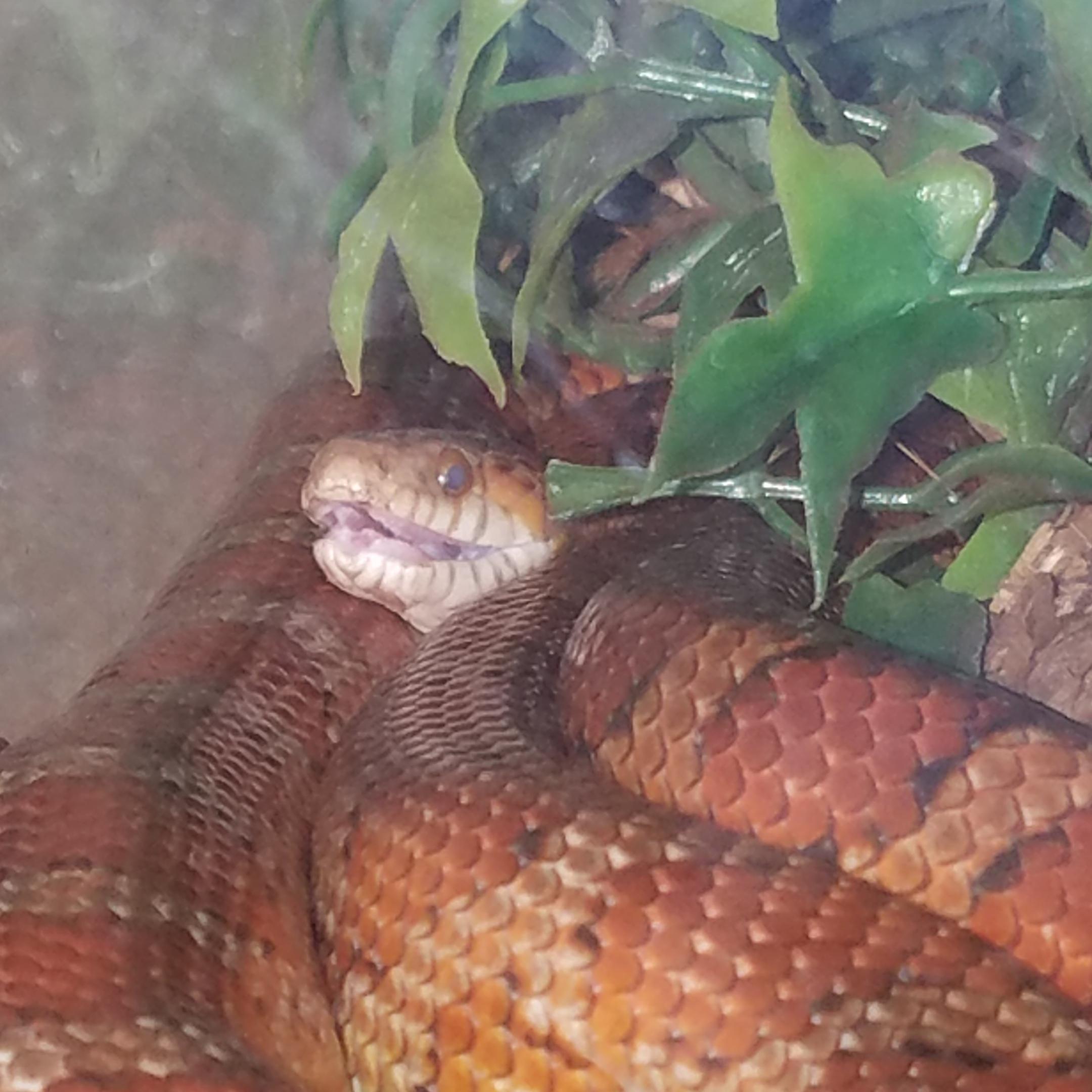 Corn Snake Mouth Open