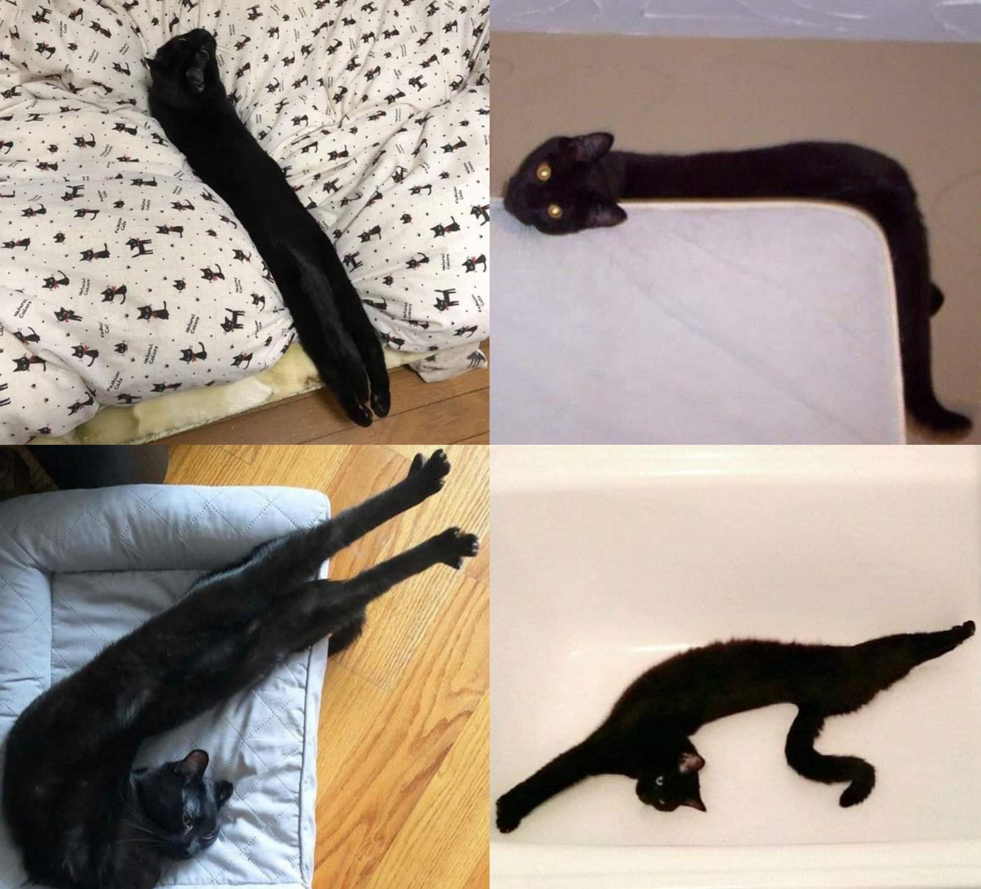 The ultimate noodle kitty! r/FurryNoodles