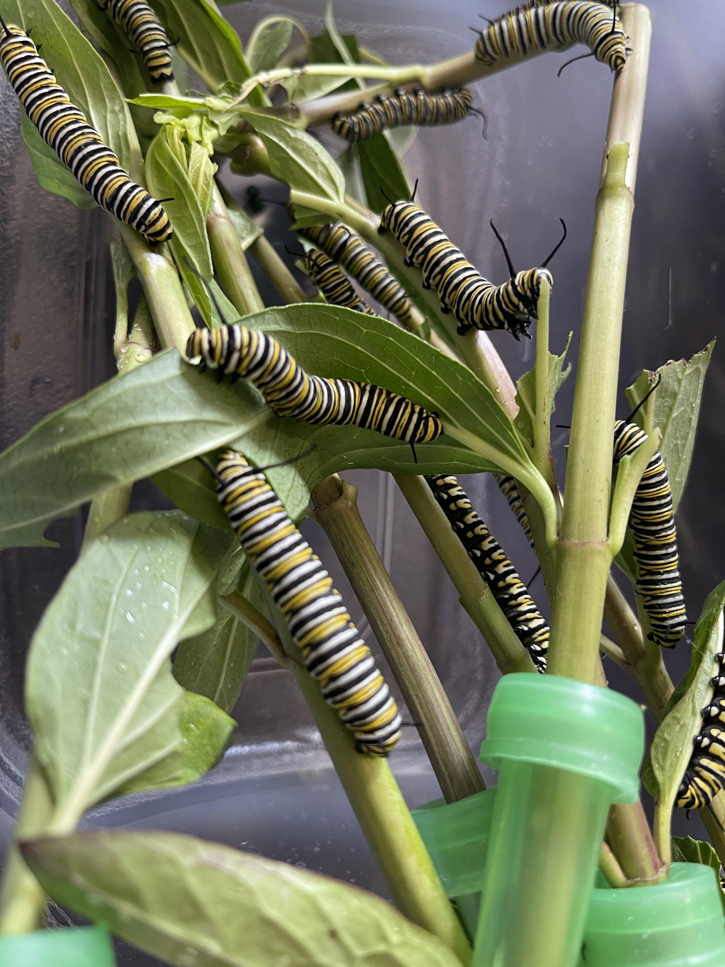 How to get monarch butterfly eggs or larvae in my garden? (California) MonarchButterfly