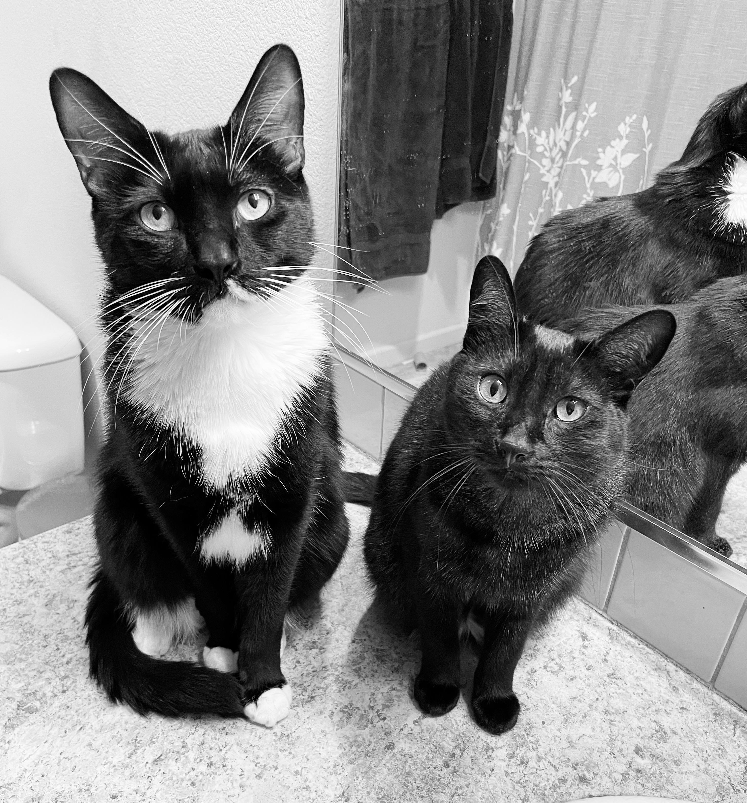 Bathroom attendants Catswithjobs