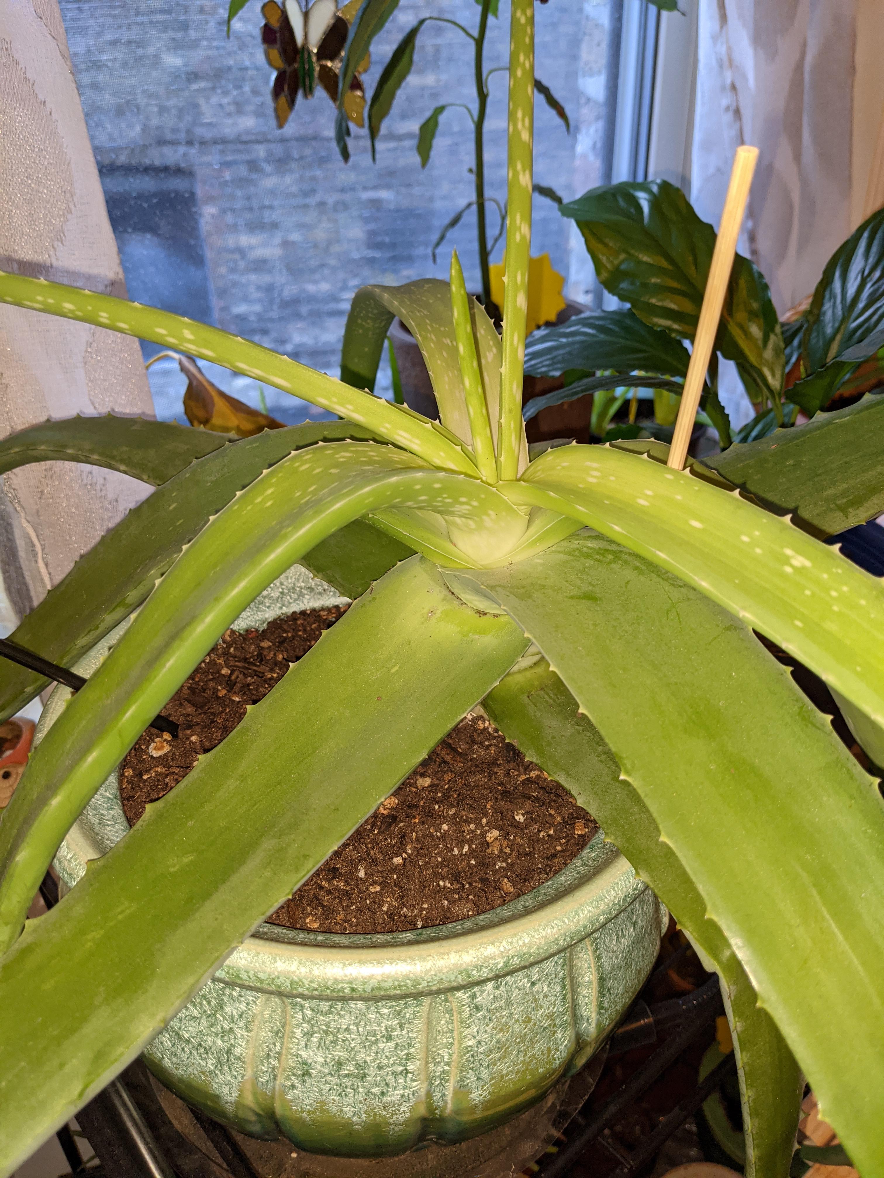 Why is my aloe pale and droopy? r/plantclinic