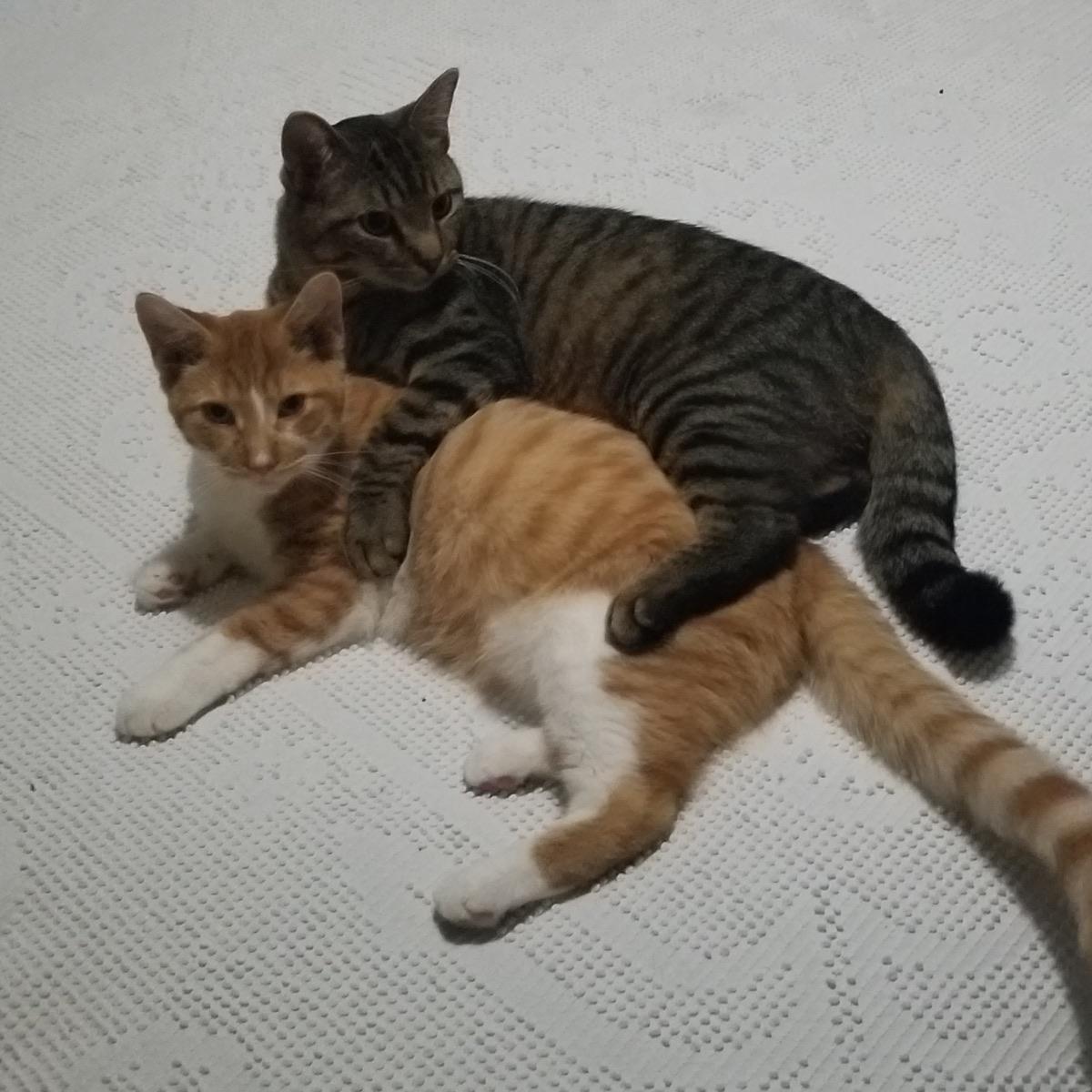 These two male cats recently moved in together and now they cuddle all