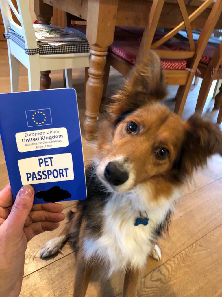 Ready for his trip to Ireland r/aww