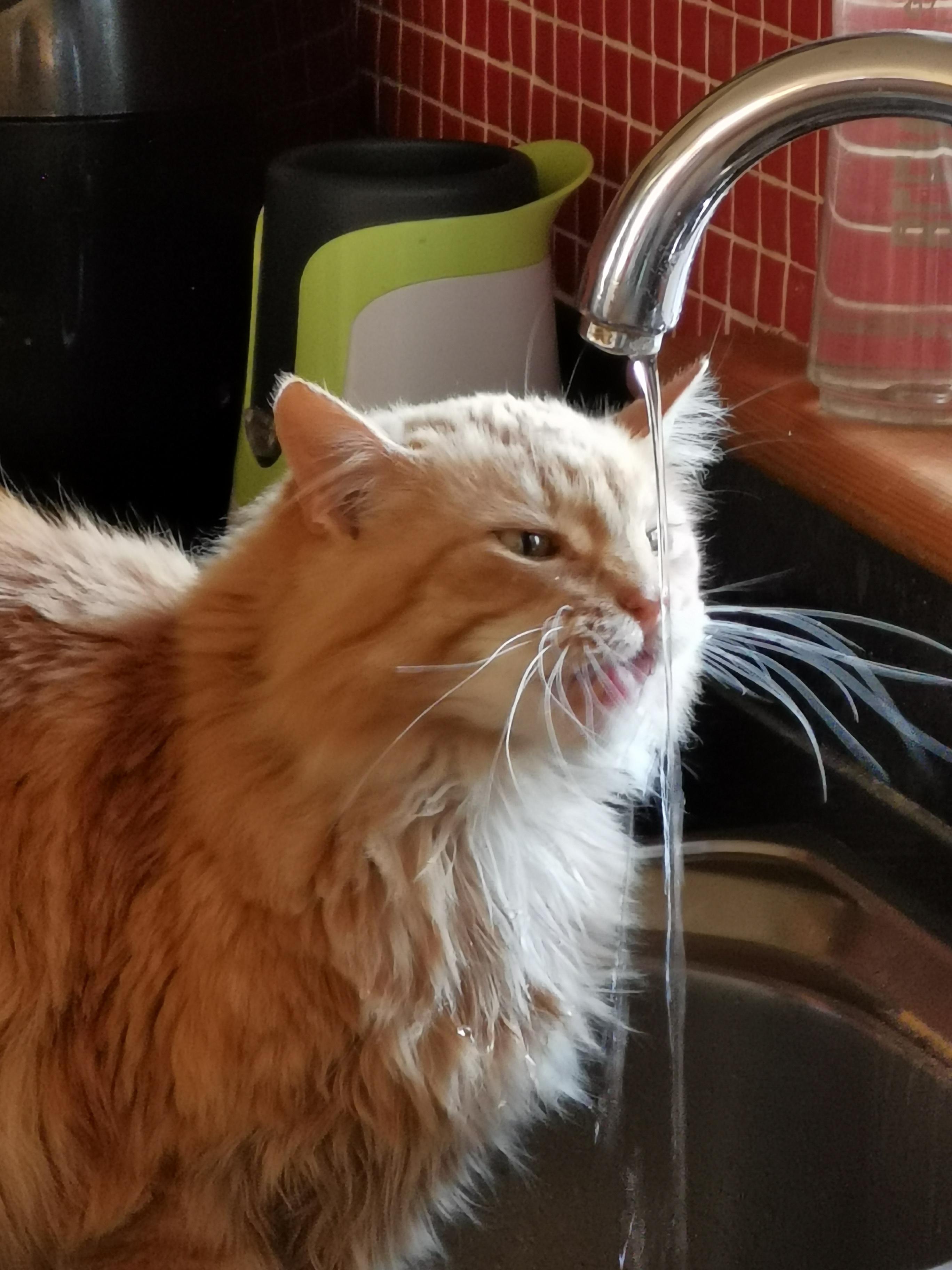 Bertie s way of drinking water😸. I hear some cats prefer running water