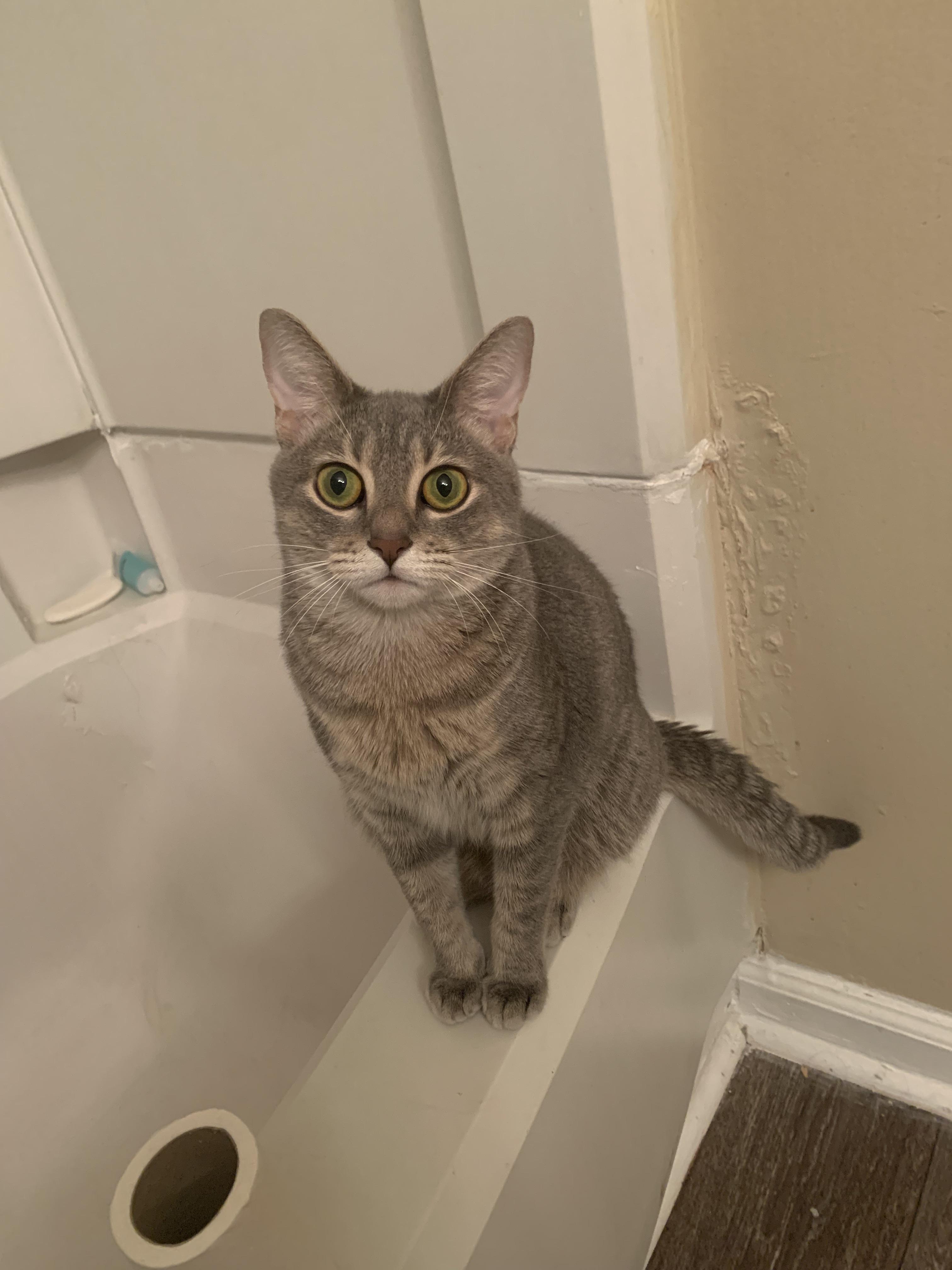 Once you have a cat, you can never use the bathroom alone again r/cats