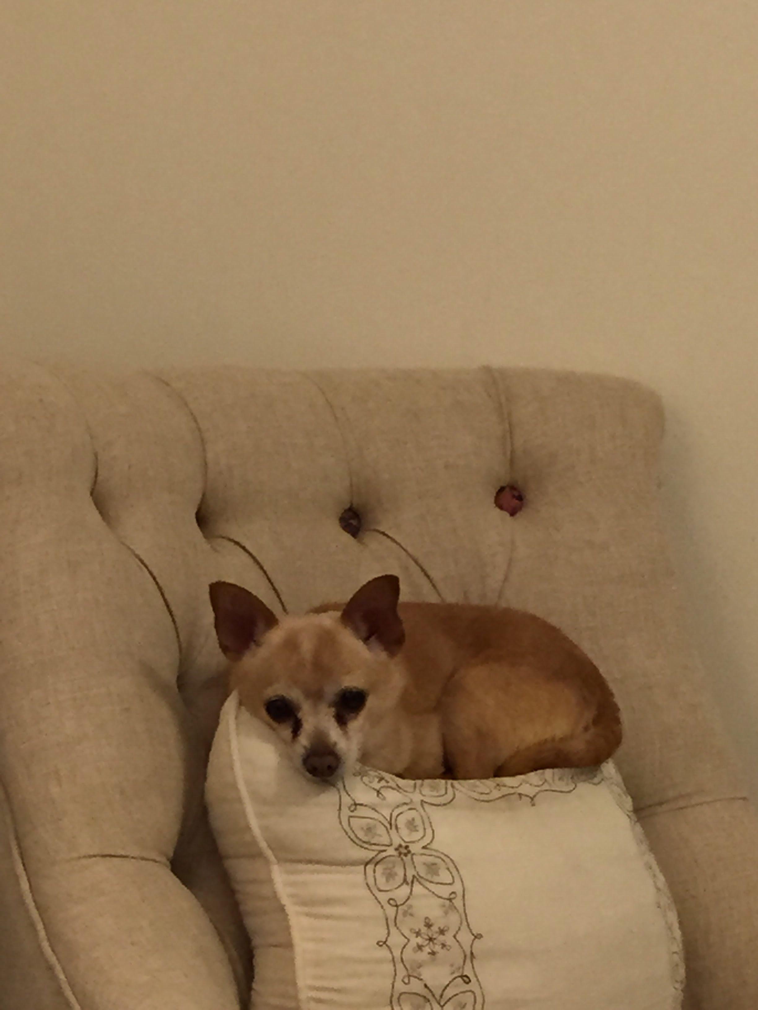 Using just one edge of the pillow r/dogsusingpillows