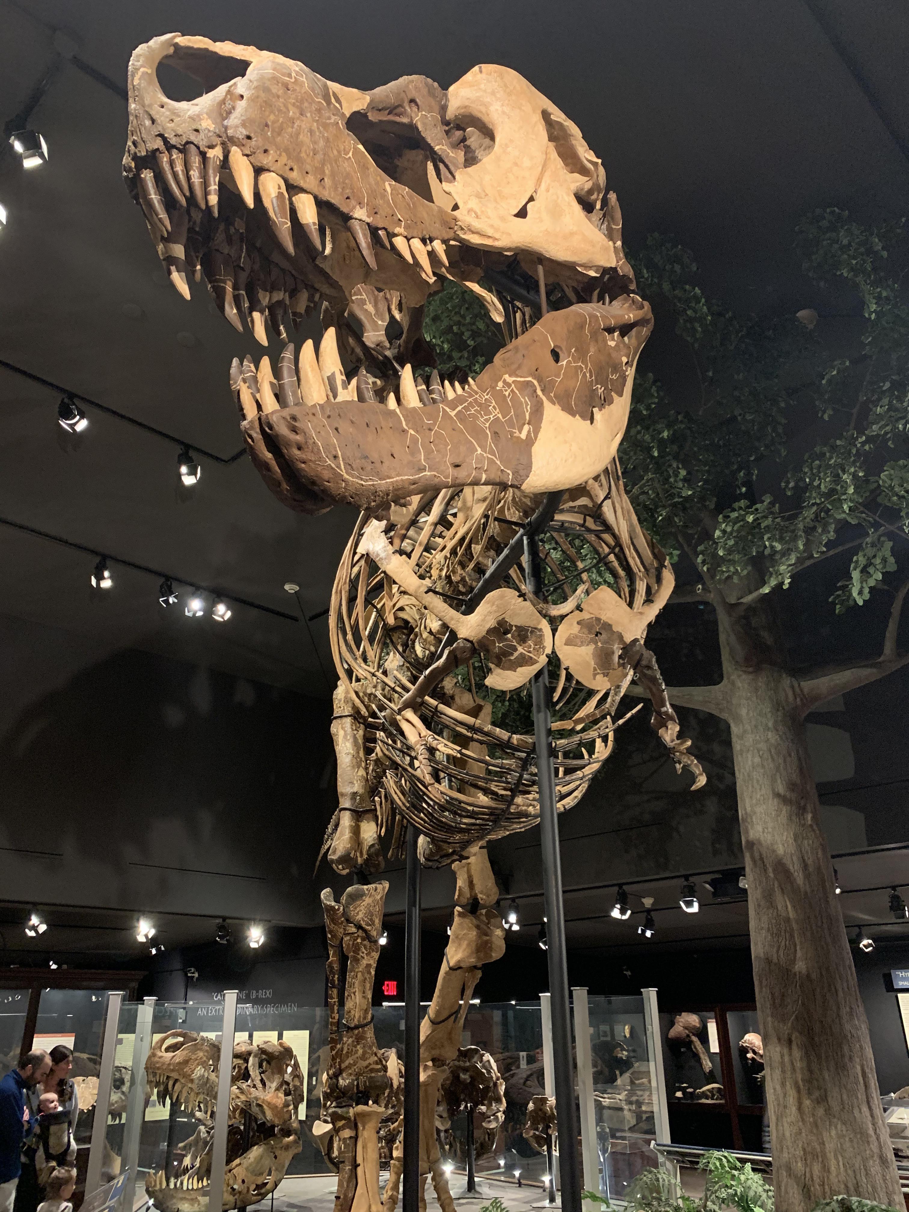 “Montana’s T. Rex” (MOR 980) at the Museum of the Rockies one of the