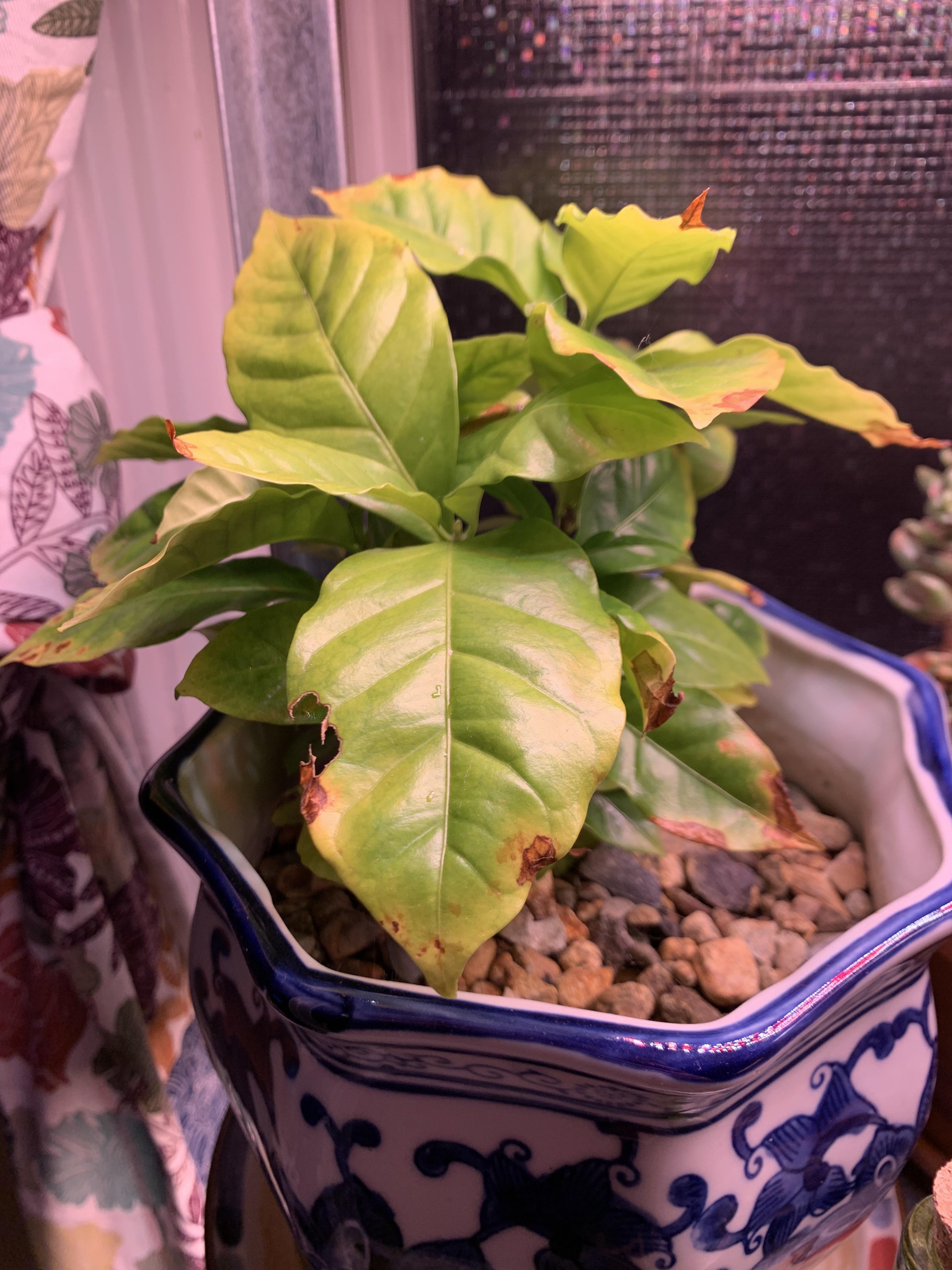 Are the brown spots on my coffee plant due to low humidity or something