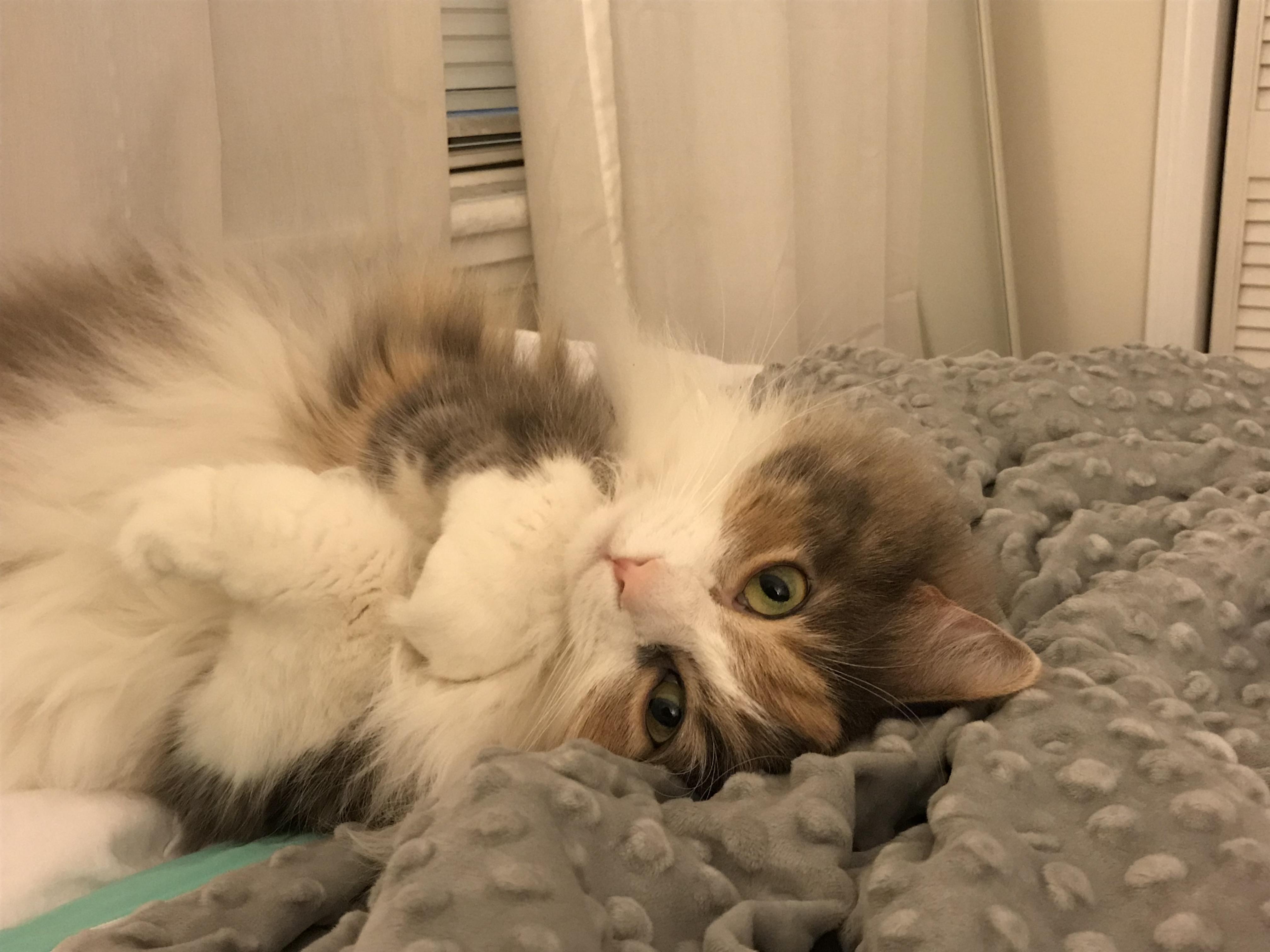 Reddit, meet Bubbles. She just had her first vet check up since