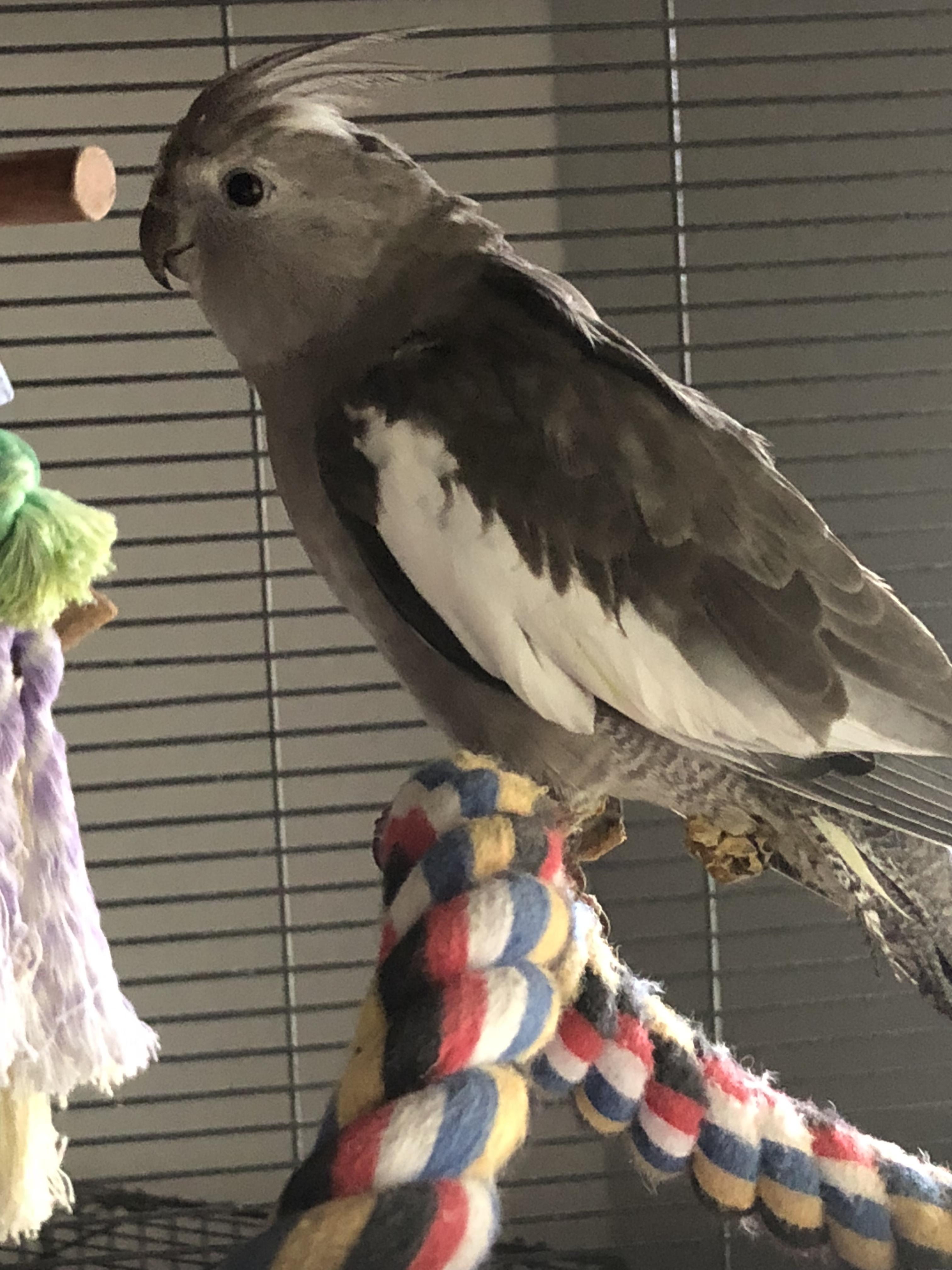 Need advice! Birds poop is getting stuck on tail feathers turning into