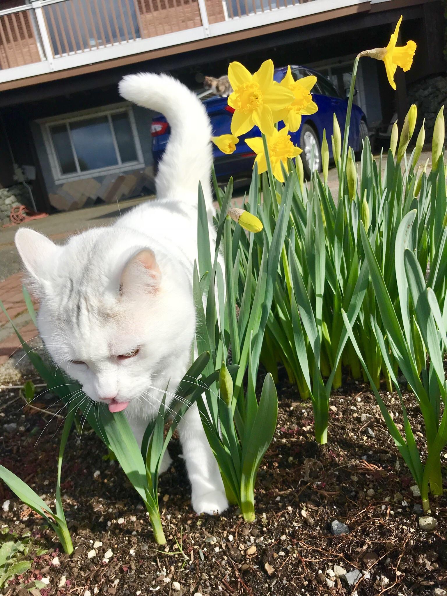 Blepping in the daffodils! (Bonus background cat) r/Blep