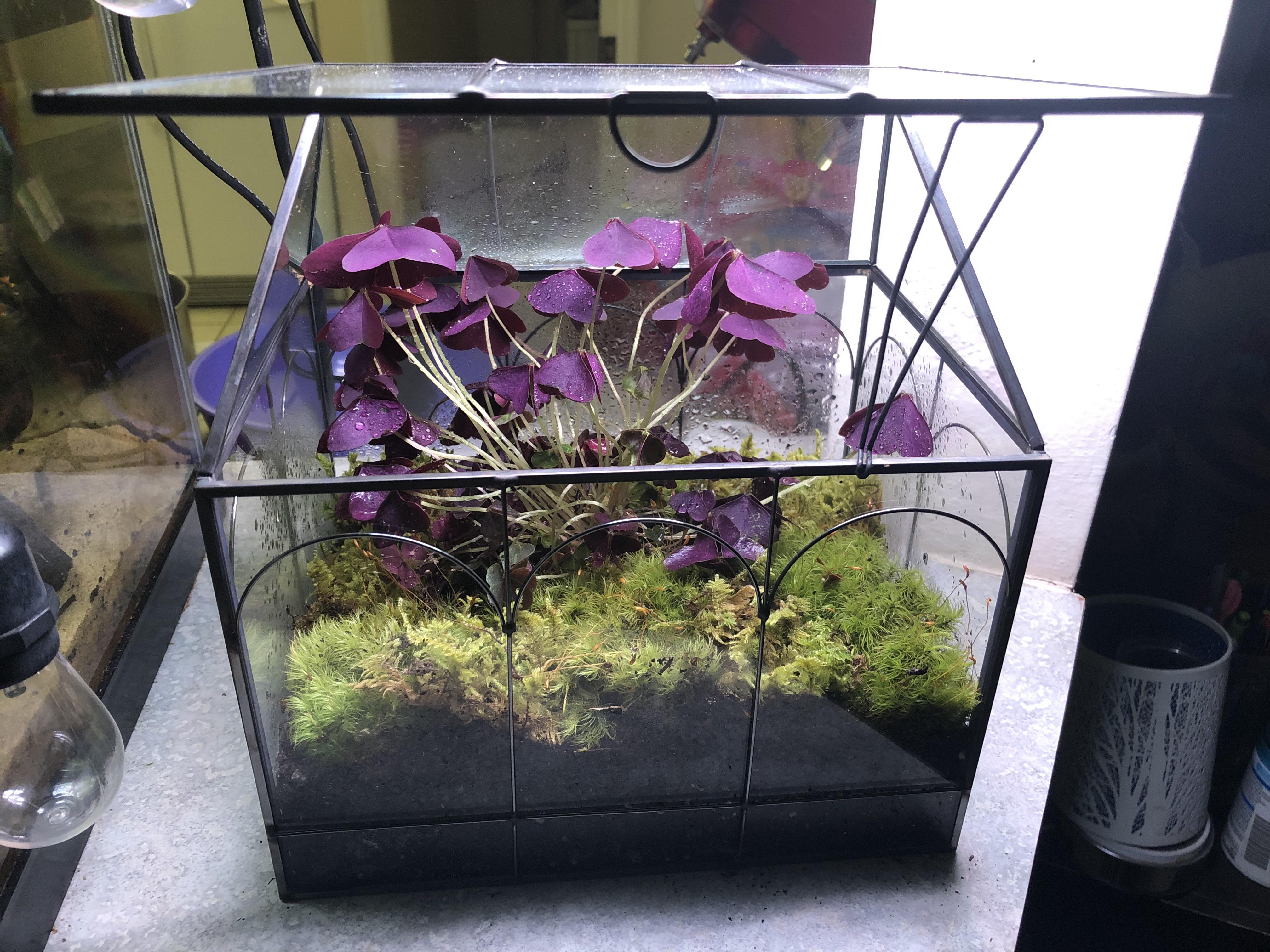 My first terrarium purple cover and live moss r/terrariums