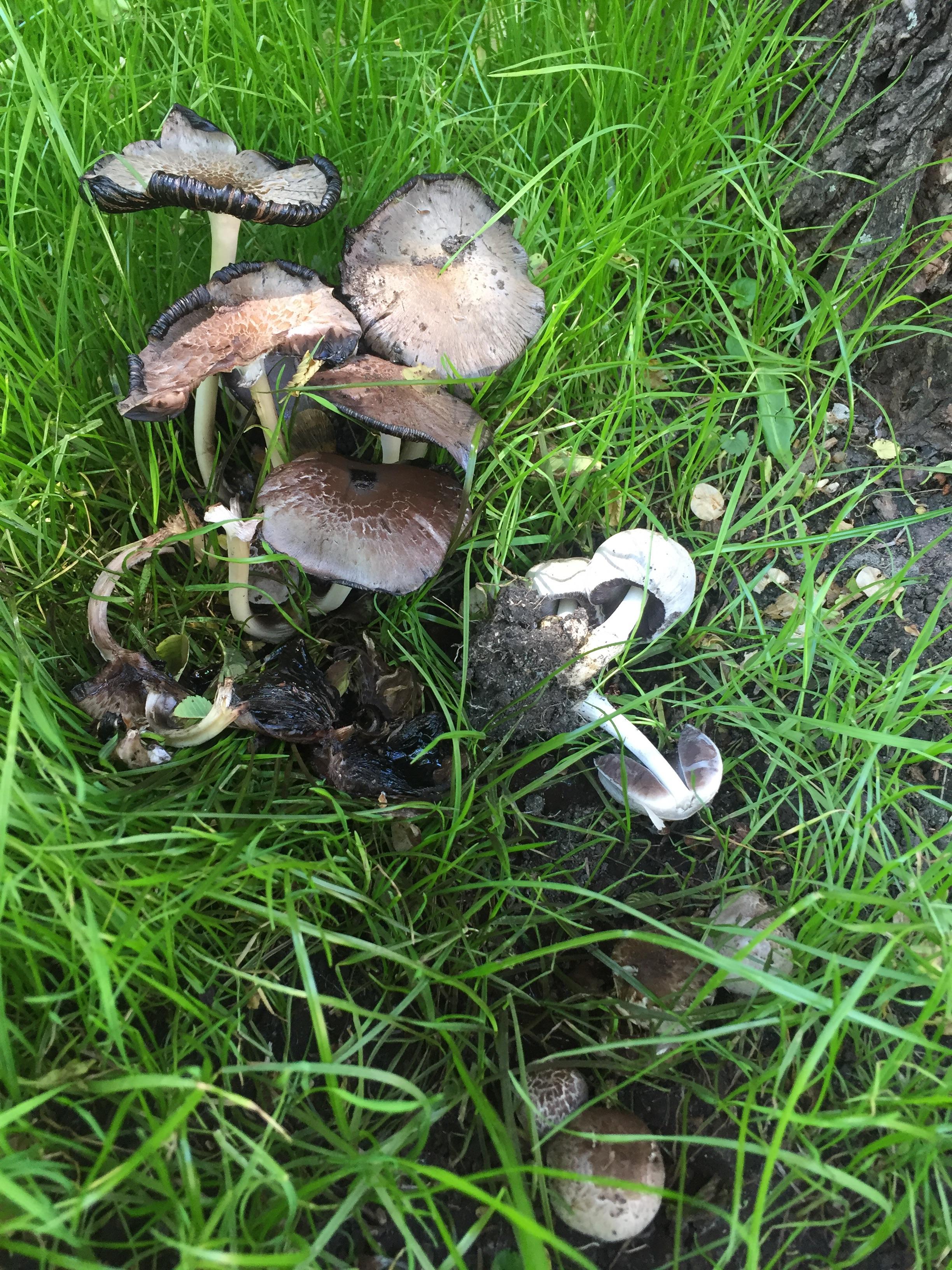 Are Garden Mushrooms Poisonous To Dogs