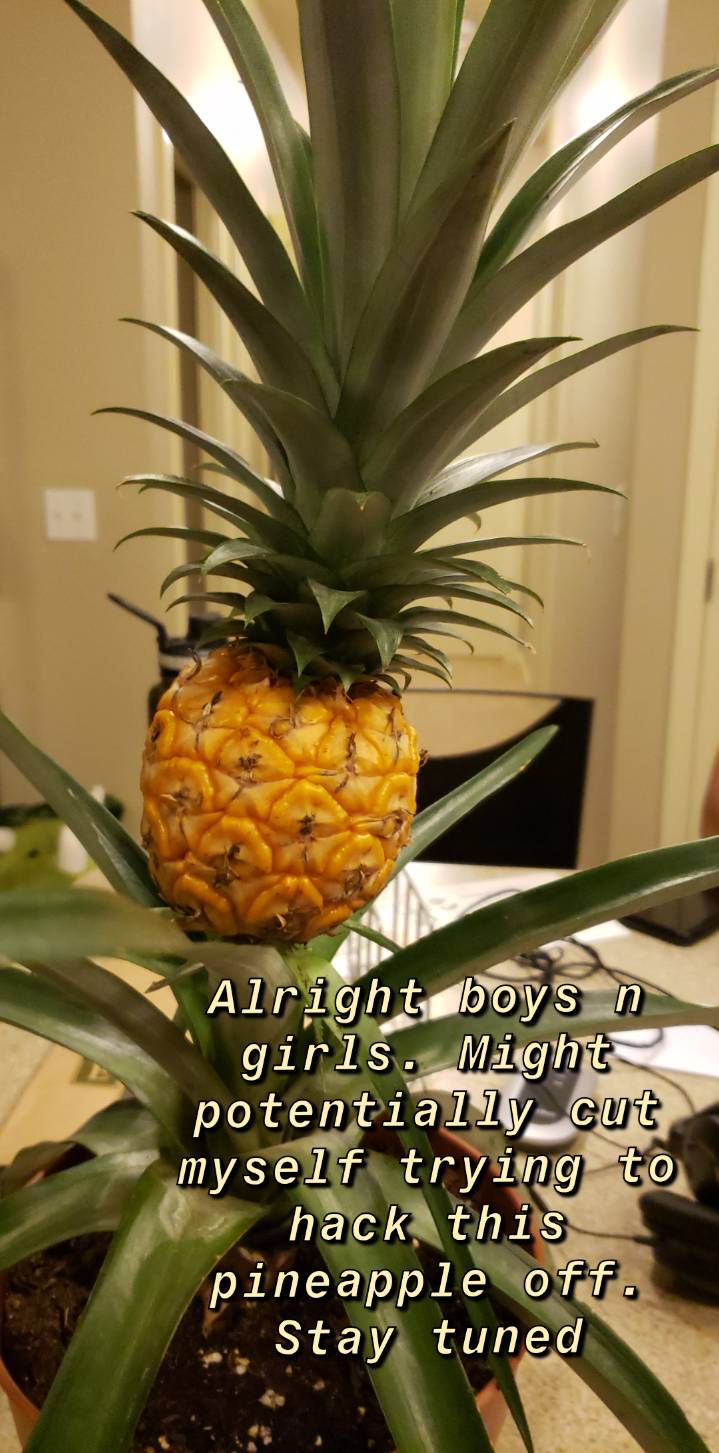 Successfully cut my first pineapple off the plant! r/houseplants