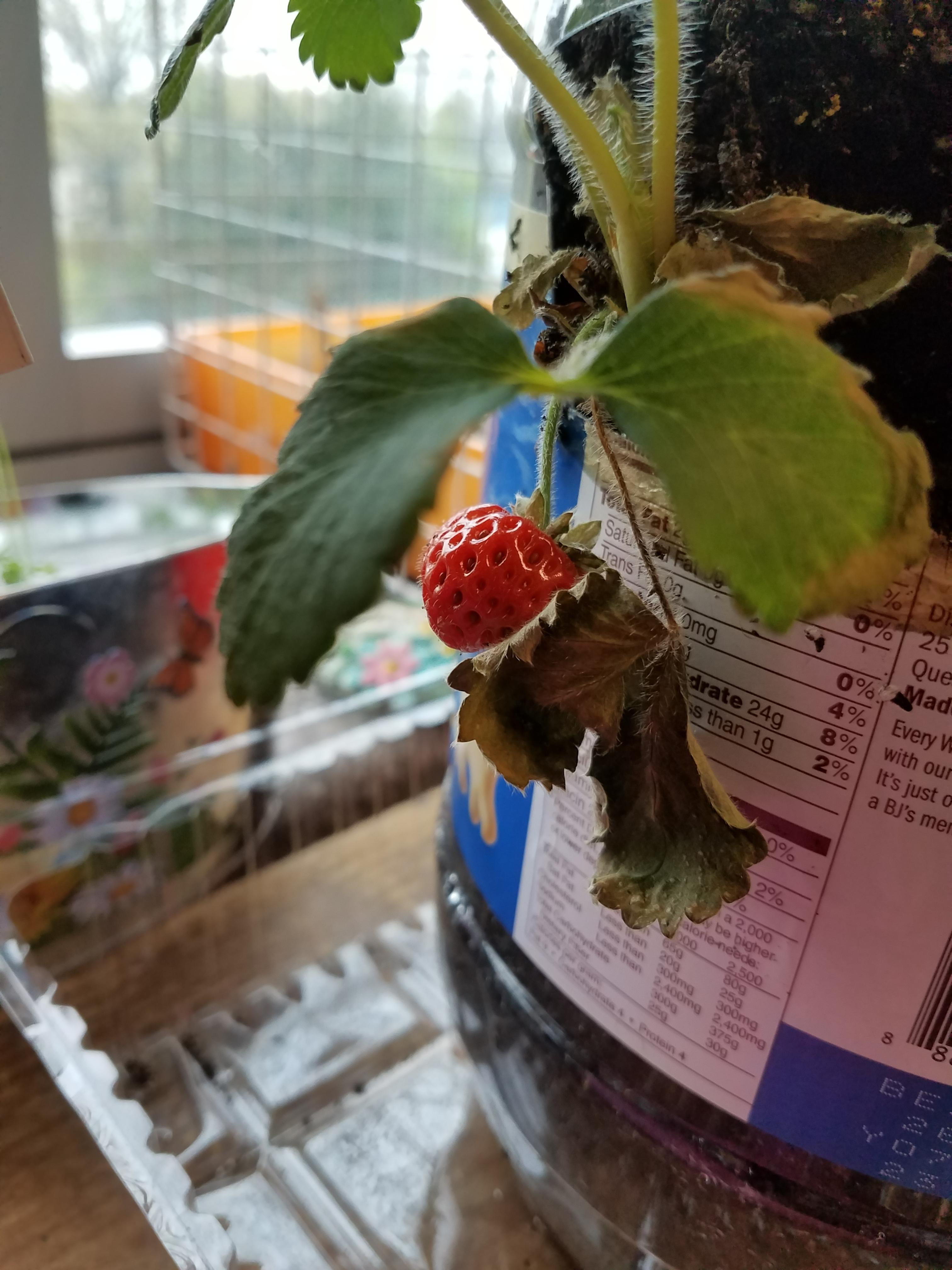 We got a red strawberry. Zone 7b indoor classroom garden!