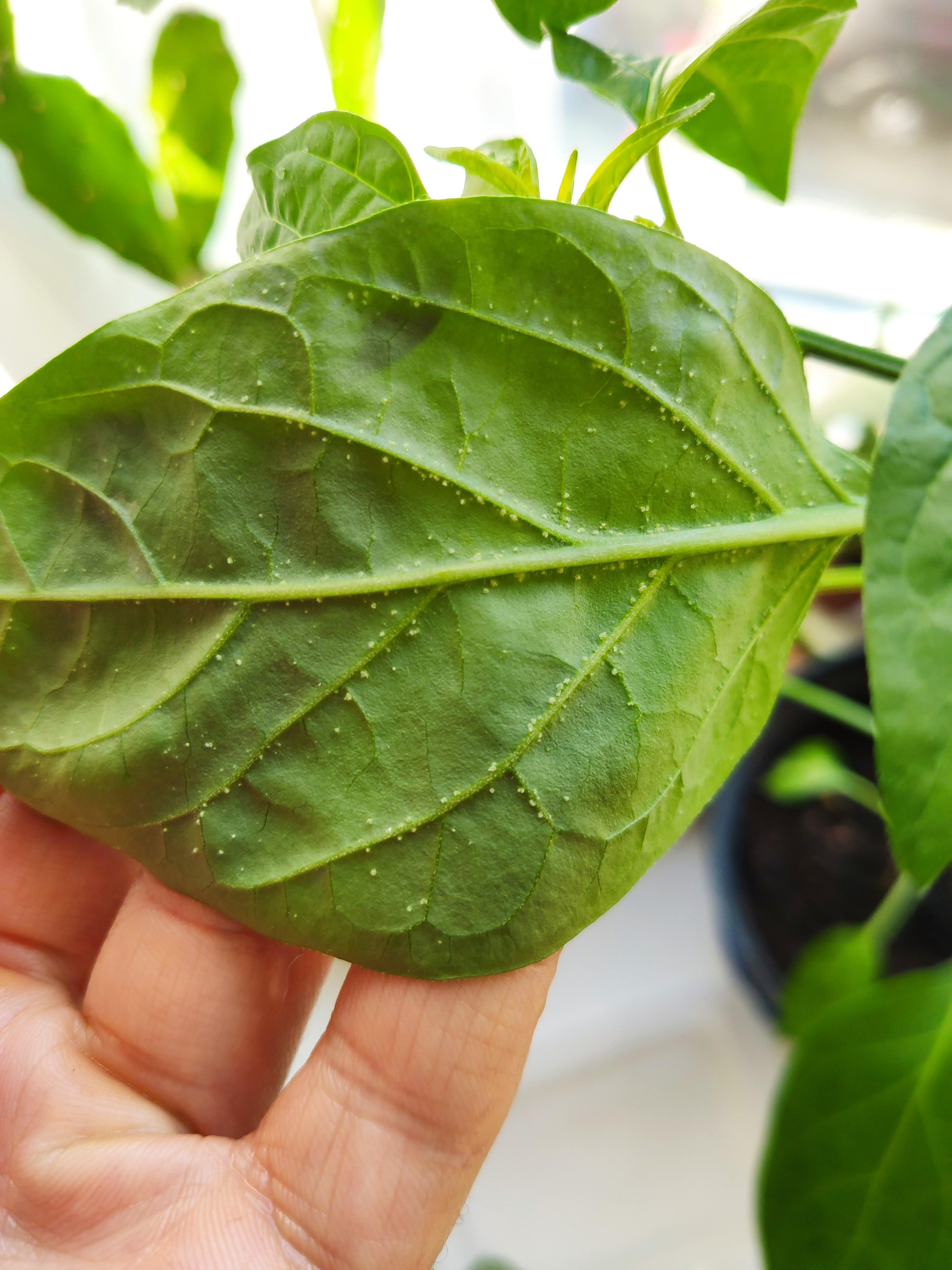 I grew chilli plants from seed (indoors, UK) and some of the leaves
