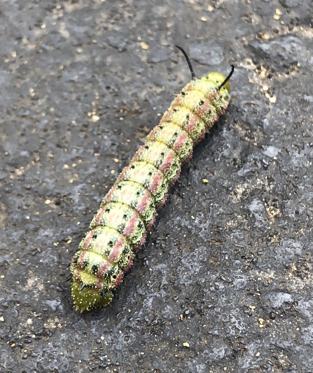 Can anyone identify this caterpillar? Located in central Florida r