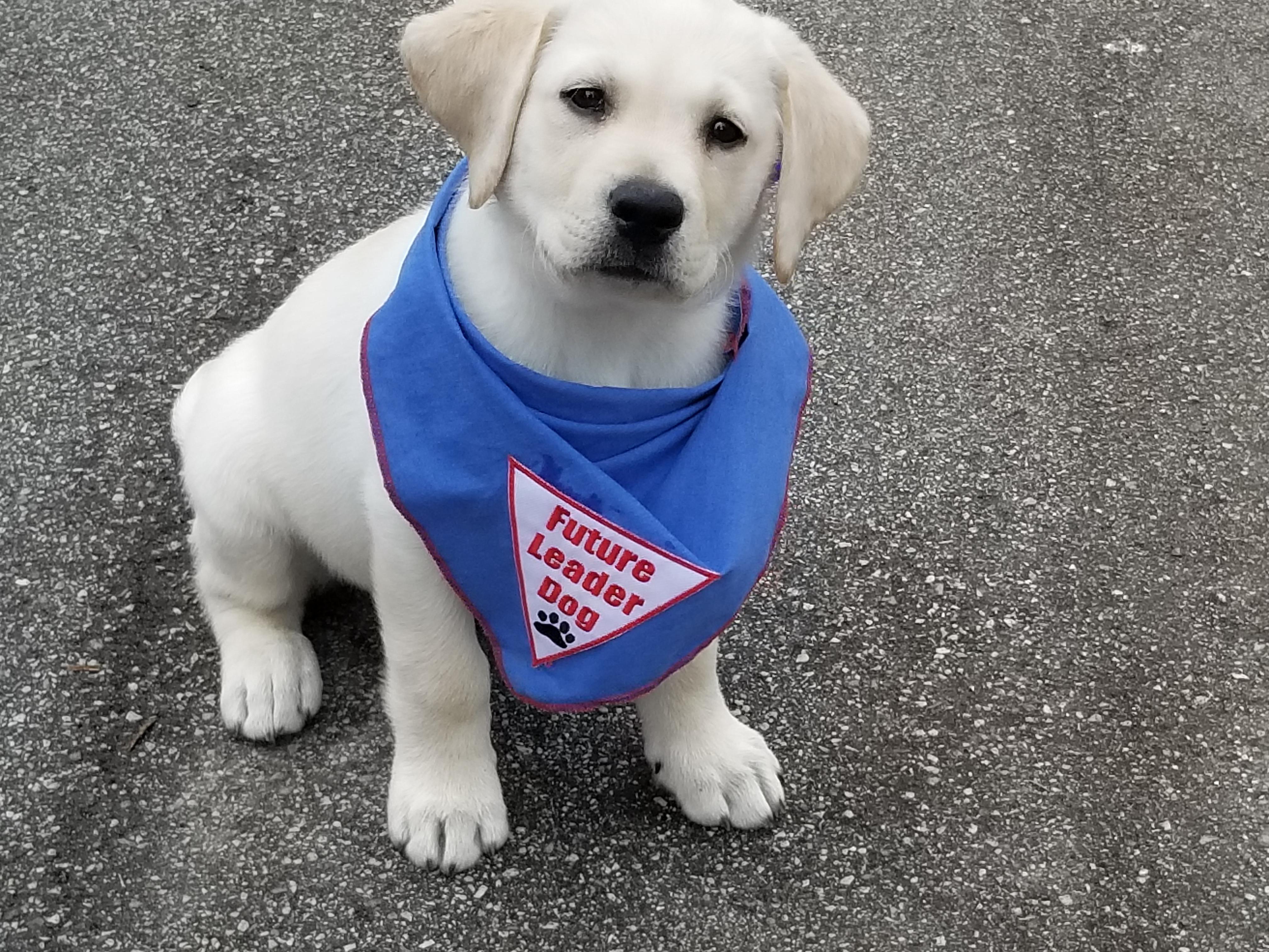 Our leader dog in training, Newton. r/dogswithjobs