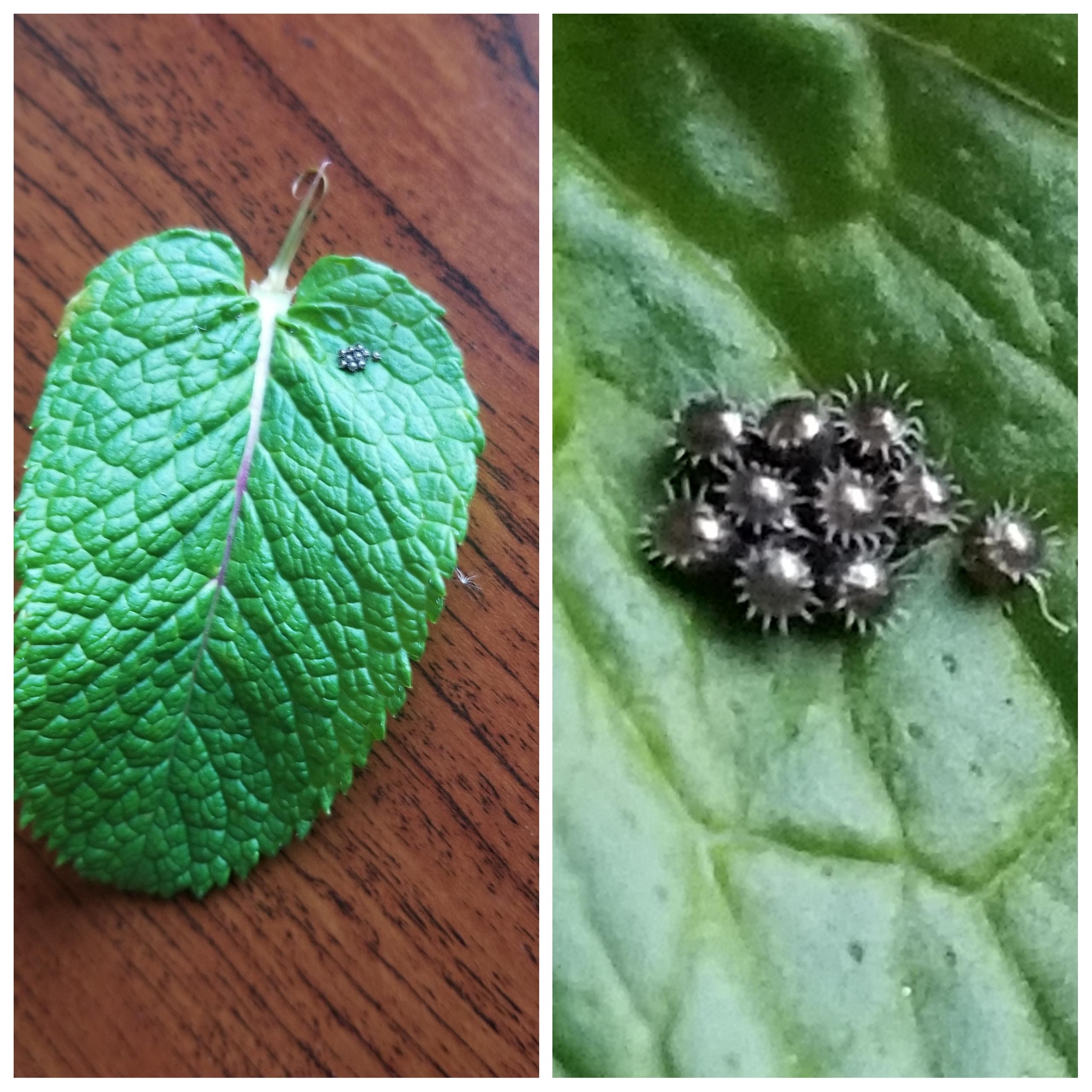 Eggs On Mint Leaves