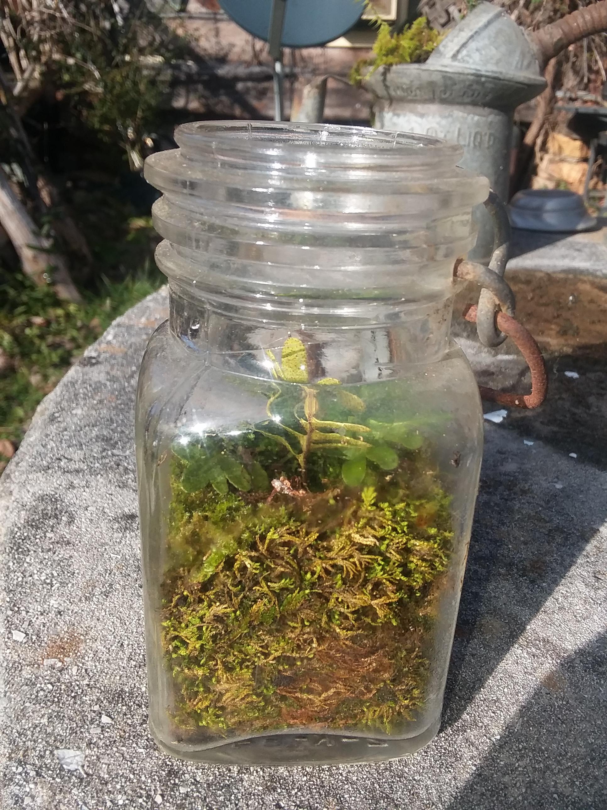 Moss in an old jar r/Mosses