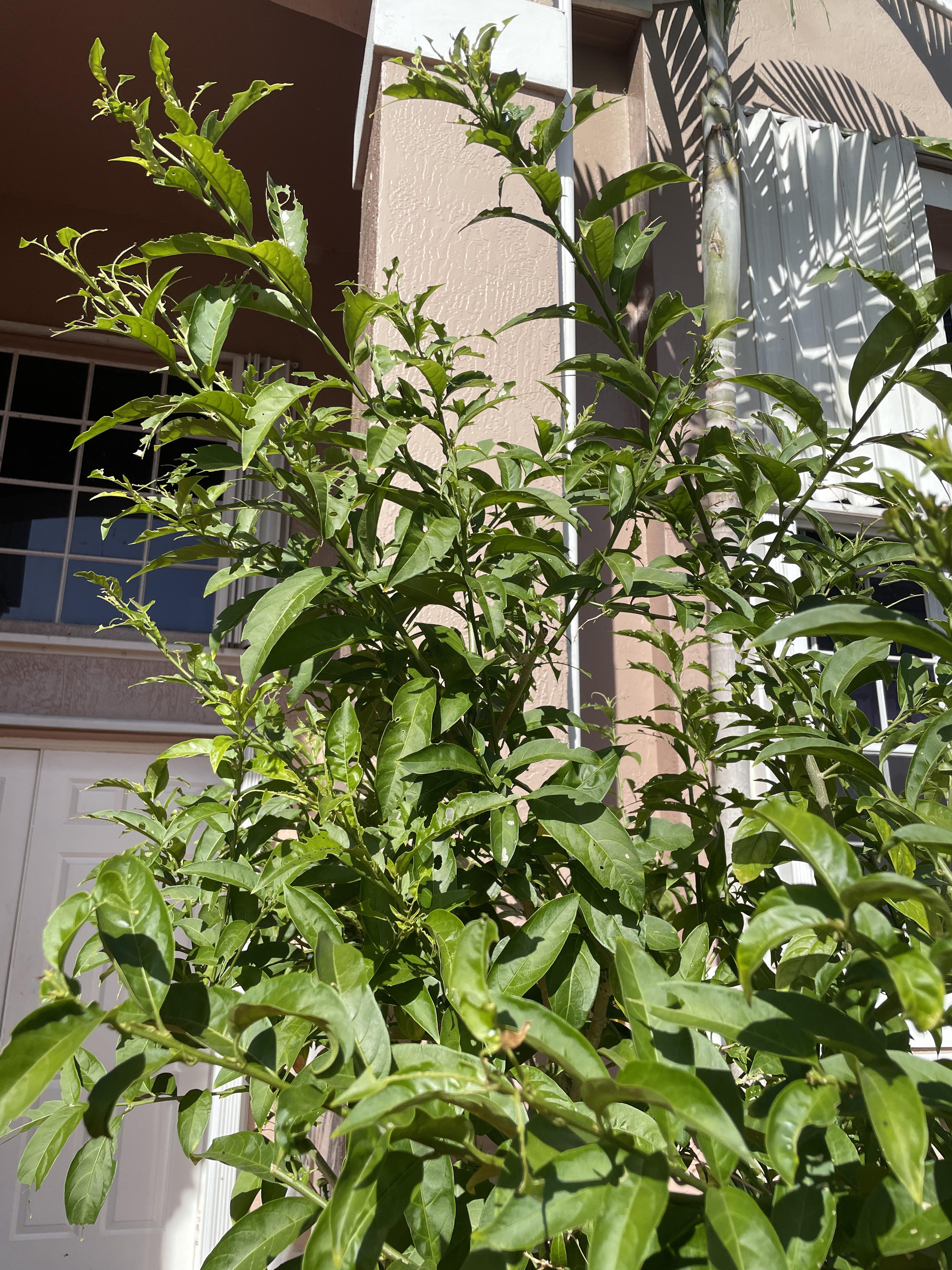 Night blooming jasmine is infested with caterpillars eating the leaves