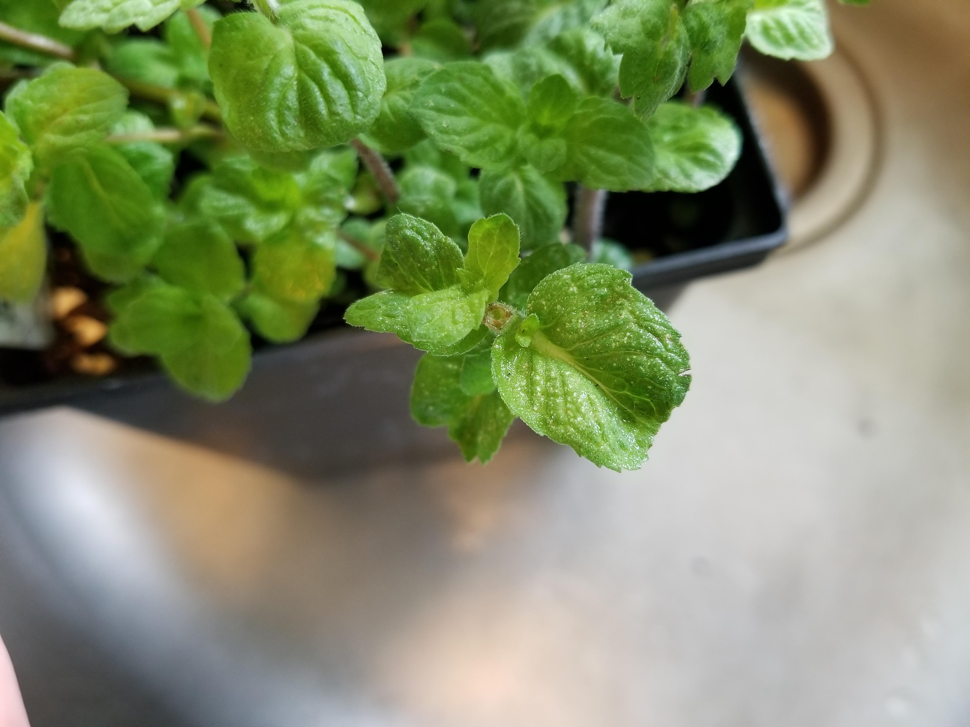 Is this mint rust? There are no corresponding spots on the underside of