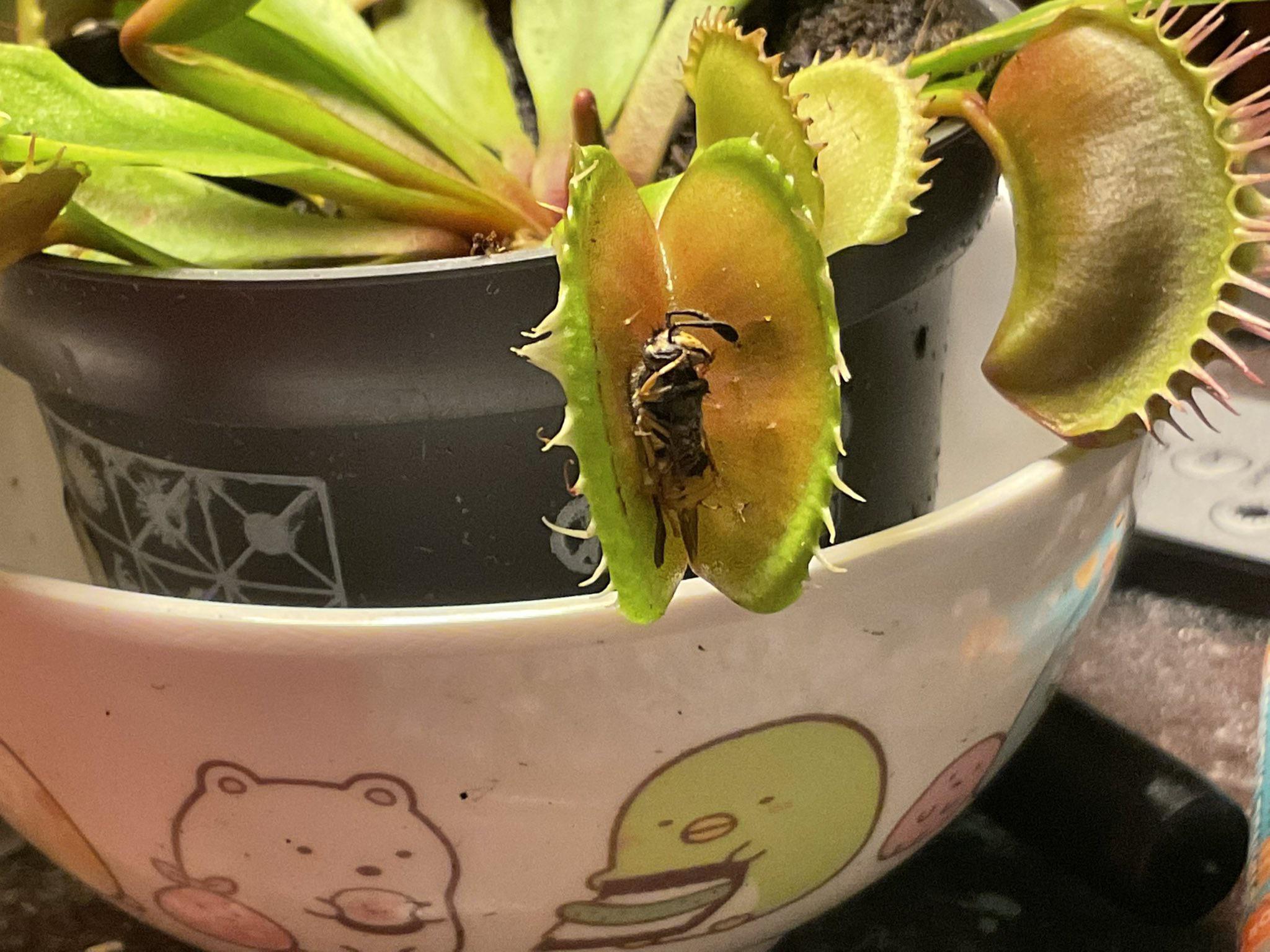 my venus fly trap got a big wasp r/mildlyinteresting