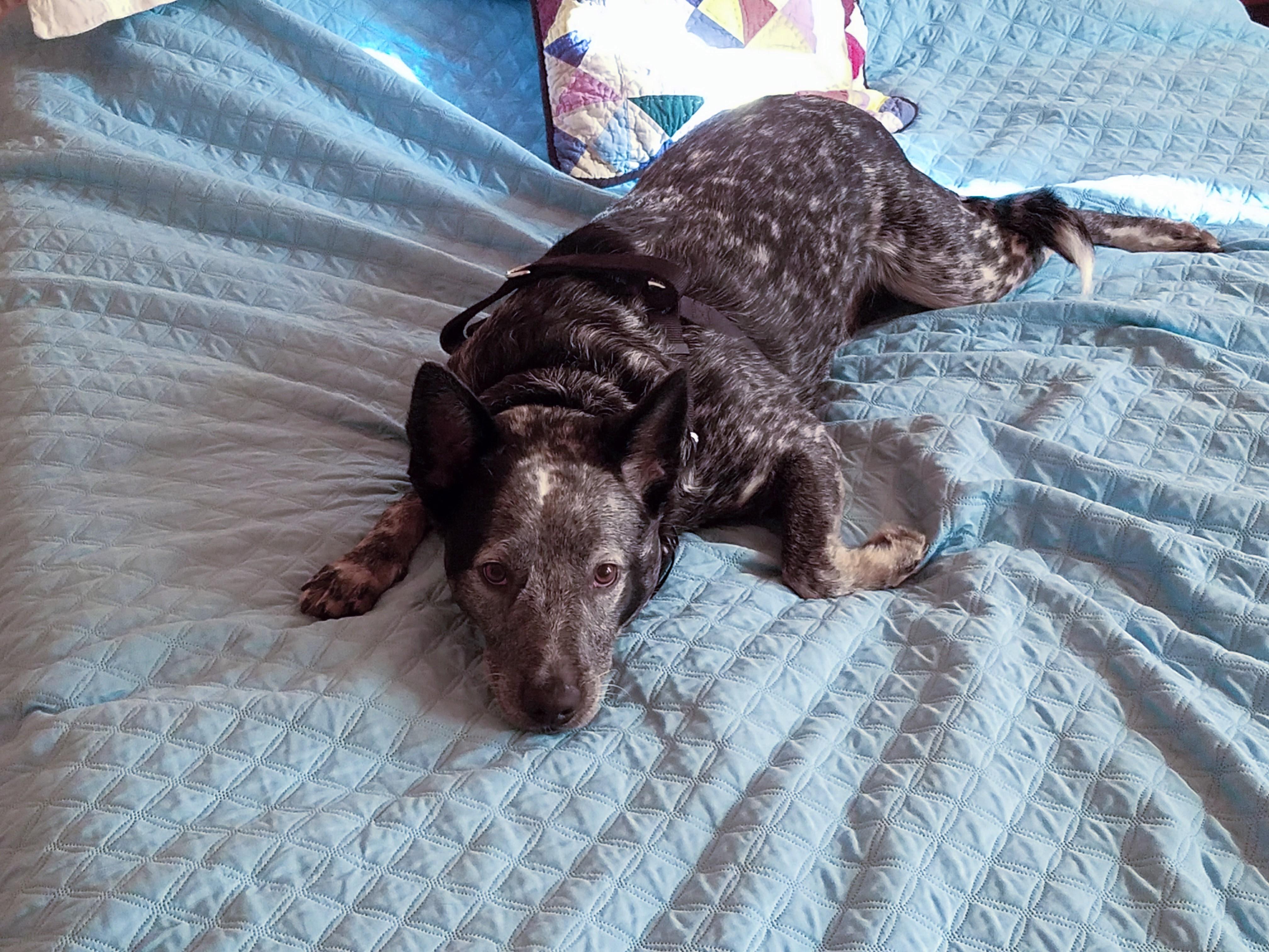 Our Blue Heeler Resting Up Dog Friendly Vacation & AirBNB in Louisville, KY r