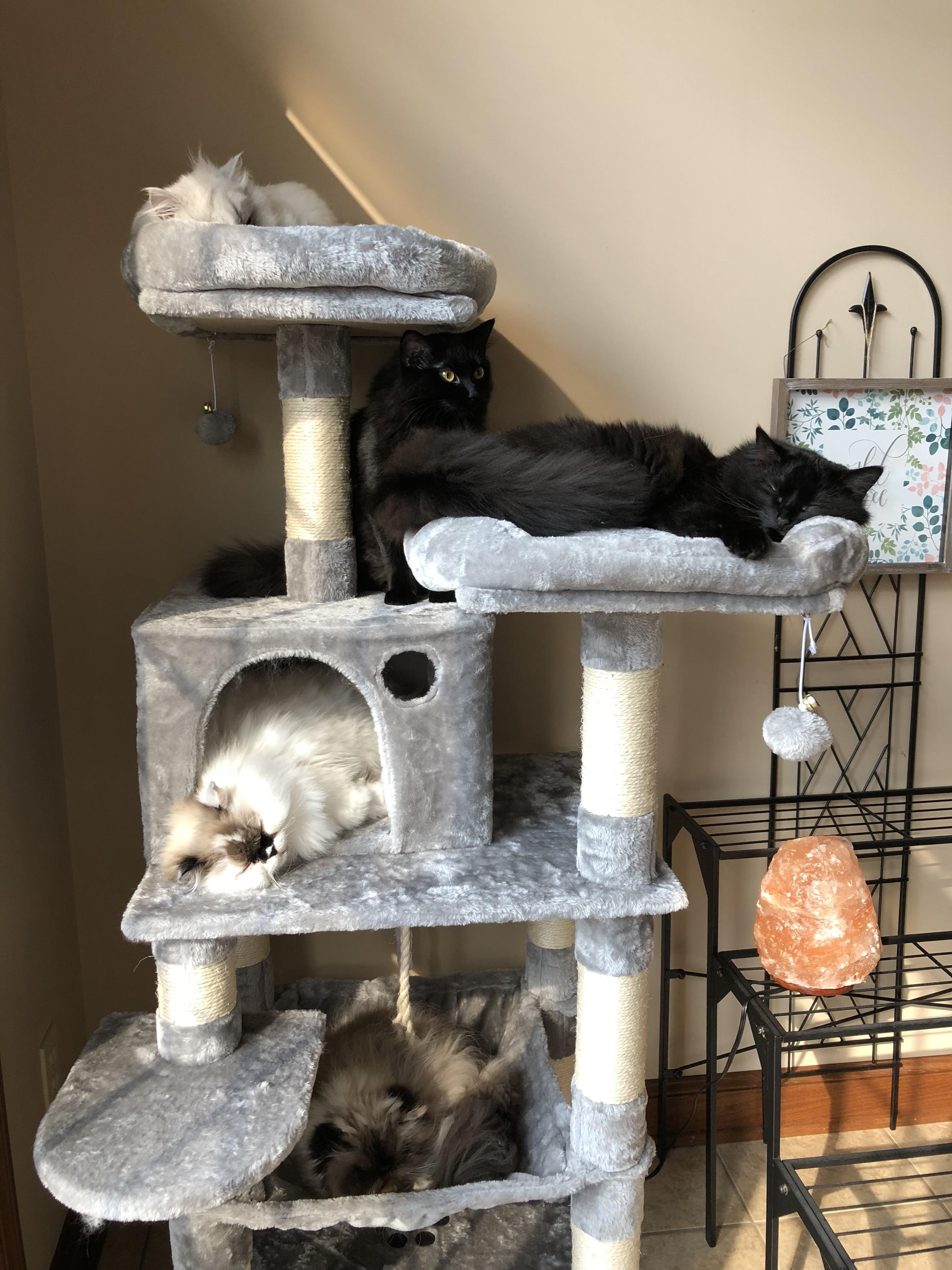 Finally got all 5 on the new kitty castle 🖤 r/catpictures