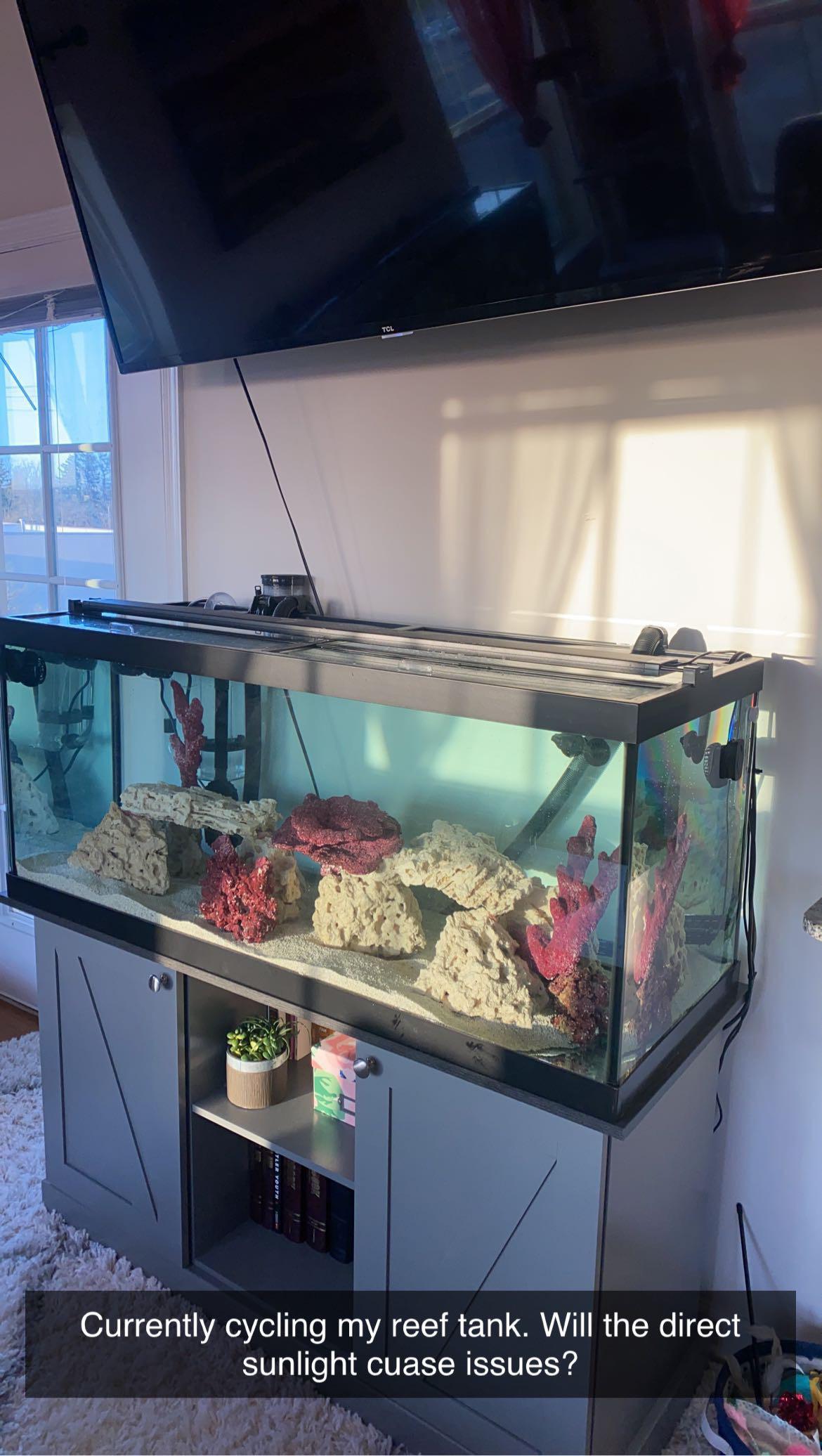 Will direct sunlight cause issues in my new reef tank? First time