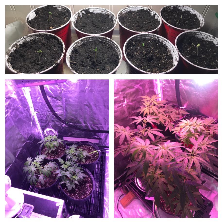 Bag seeds picked the best 4 r/microgrowery