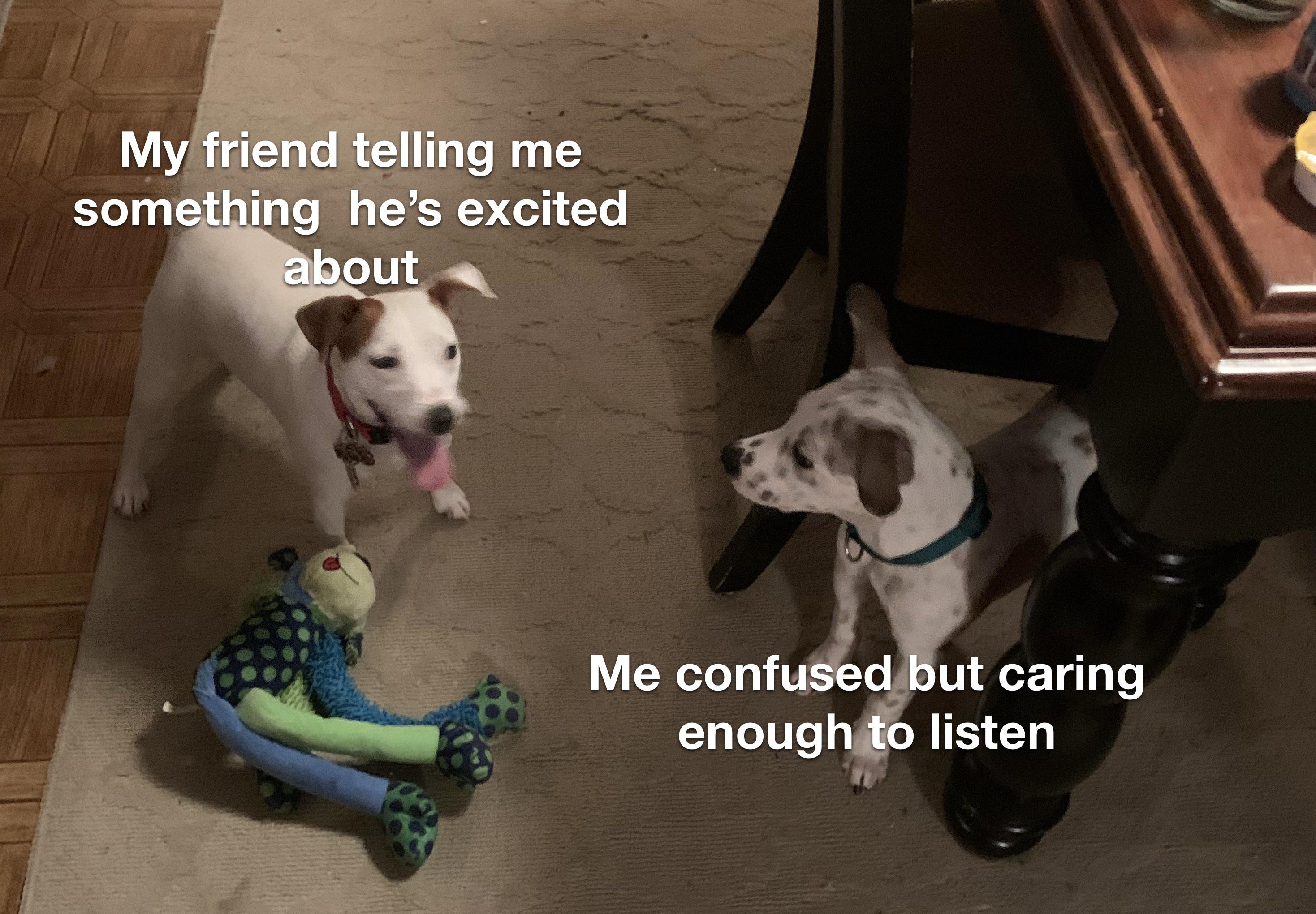 There’s a meme shortage so I’ll use my dogs r/memes