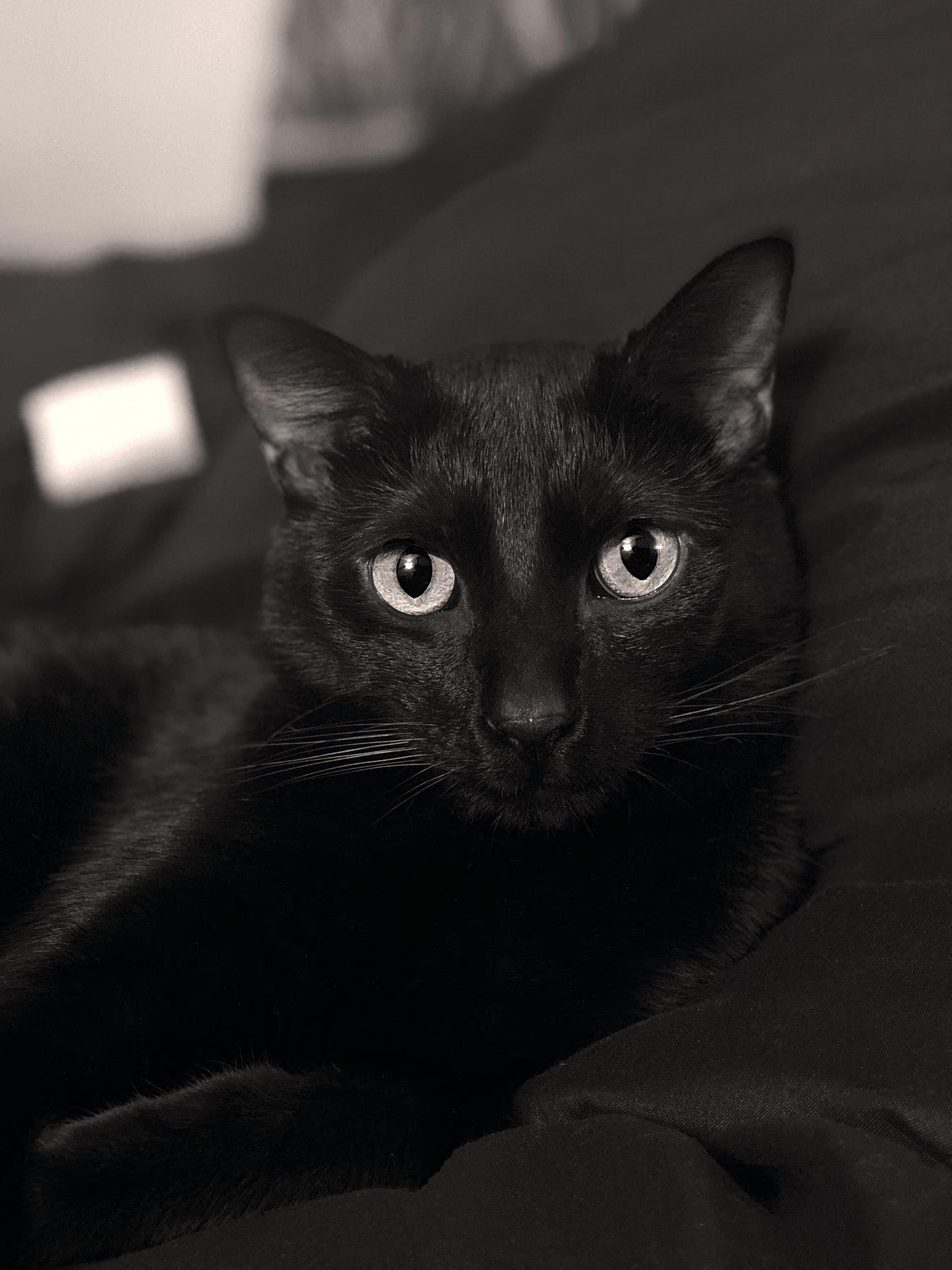 My Handsome boy ️🖤 r/blackcats