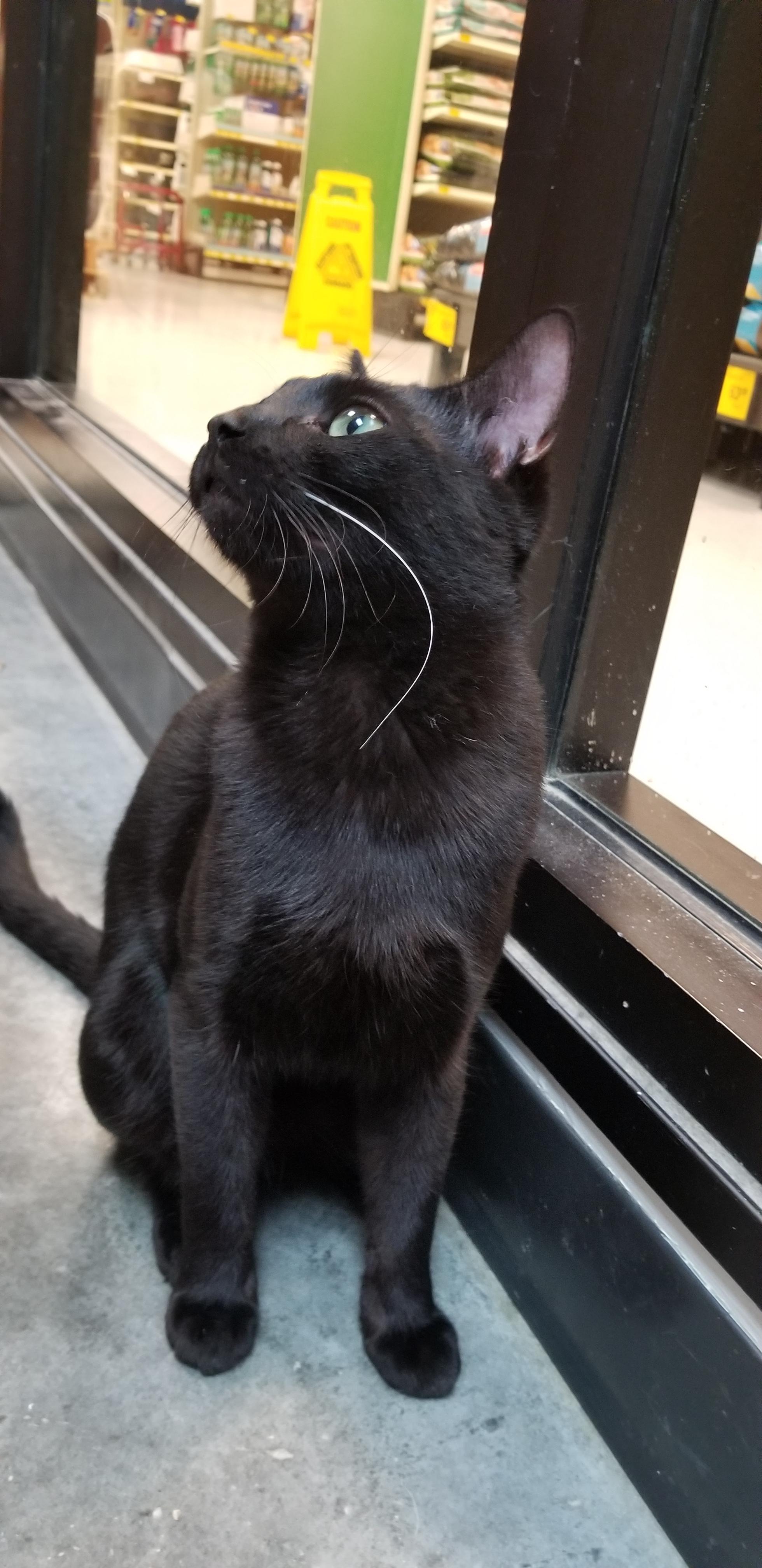 I volunteer with the Virginia Beach Animal Care and Adoption Center