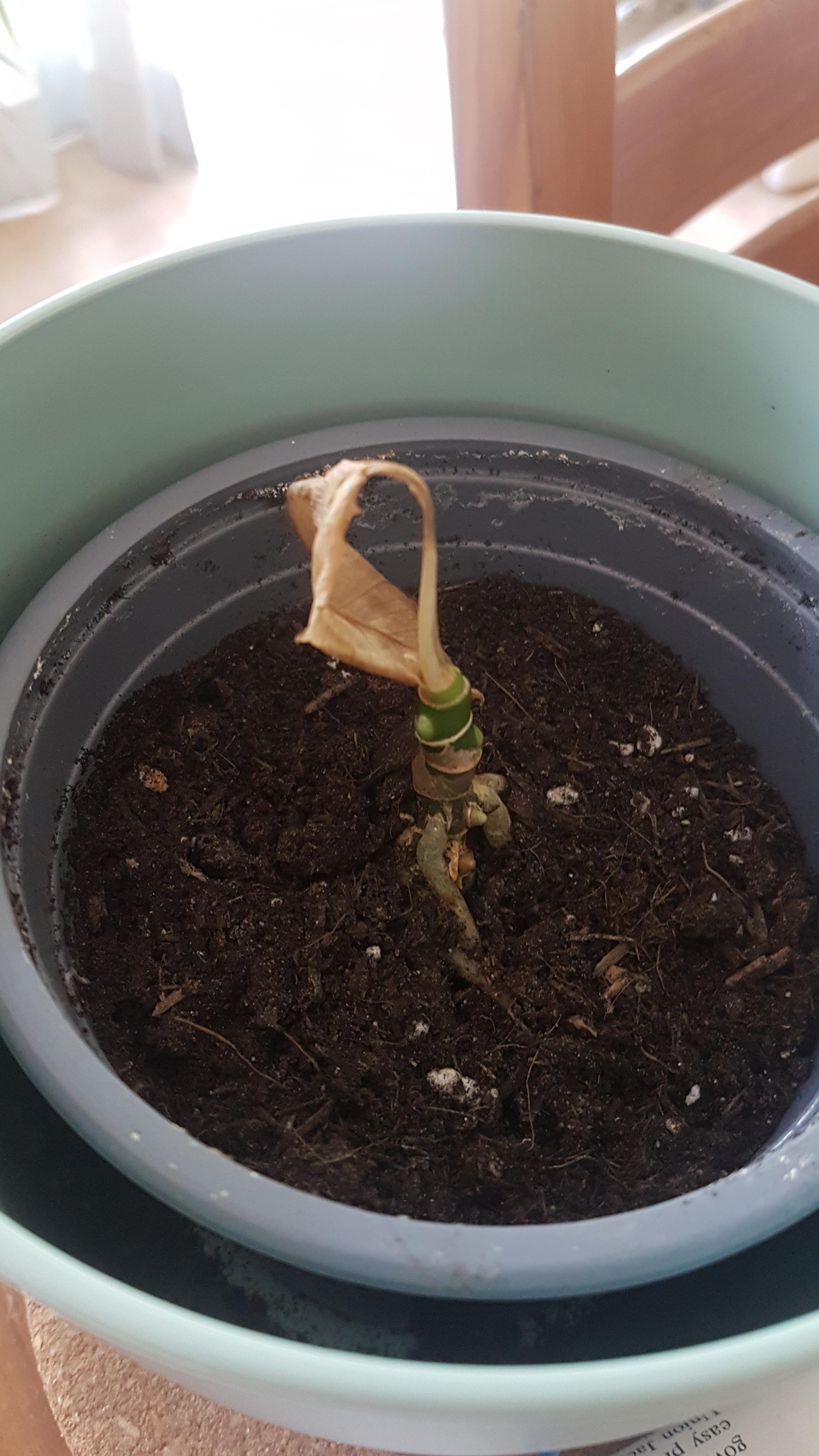 What is my Chinese Evergreen doing? Stem/roots healthy, all the leaves