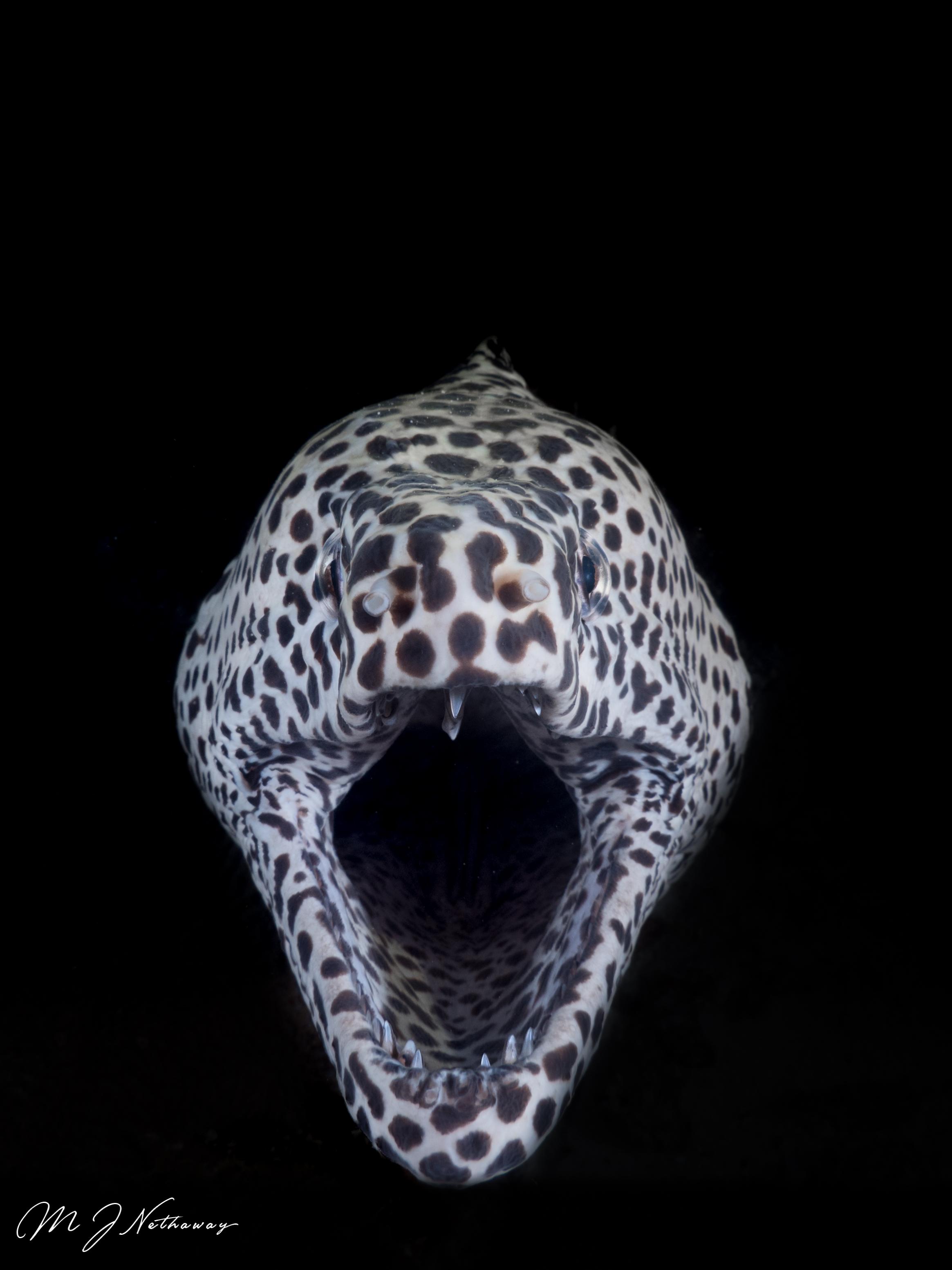 Spotted moray eel in the Fish Tank, Maldives r/underwaterphotography