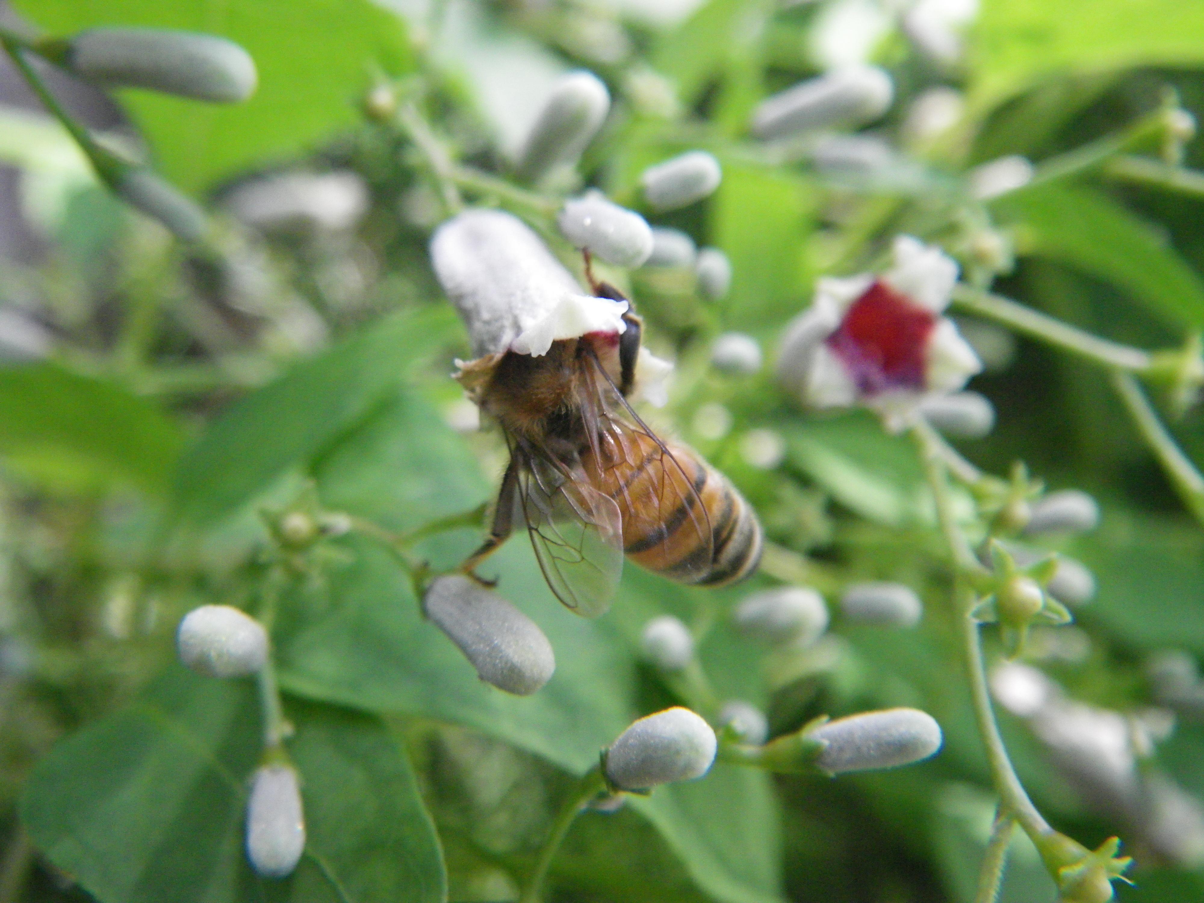 Honey bee, Hudson, FL. Shot with a Pentax Optio 80. r/wildlifephotography