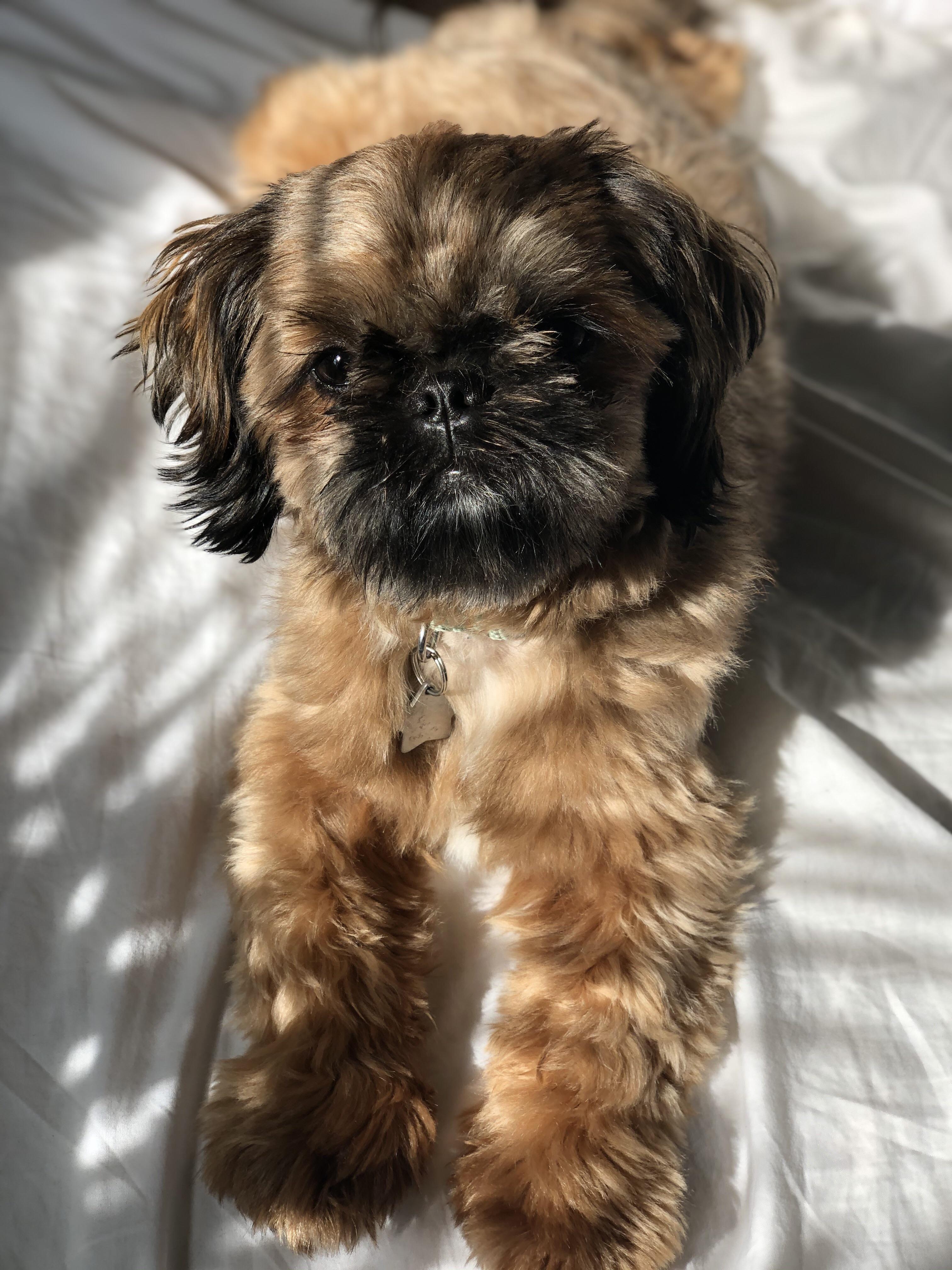 How Does Prozac Help A Dog With Separation Anxiety