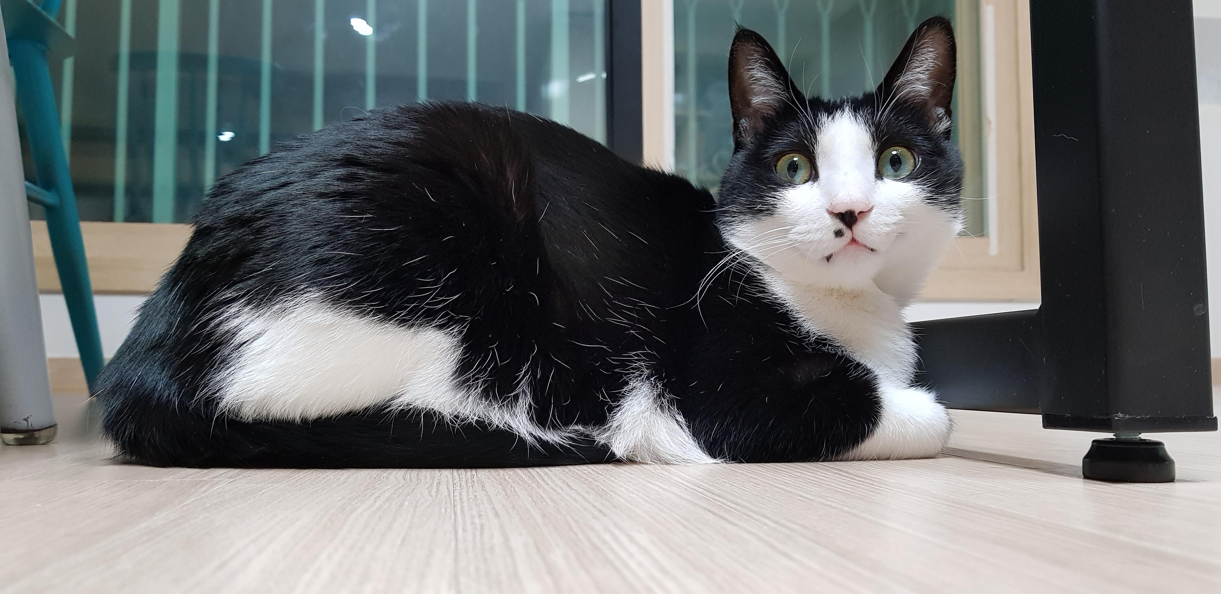 There is no more cat food! r/TuxedoCats