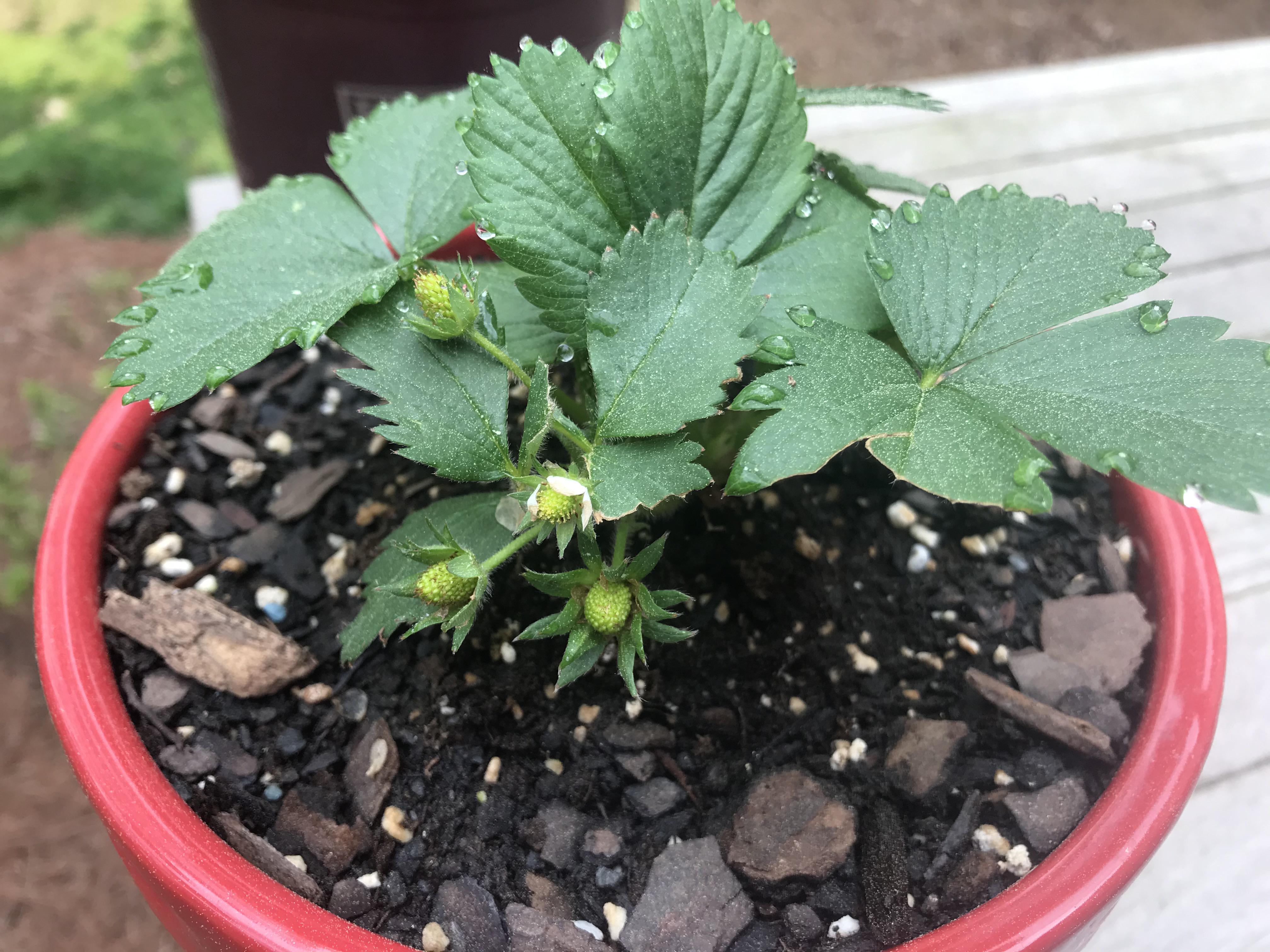 Free Strawberry plant from my local nursery two weeks ago