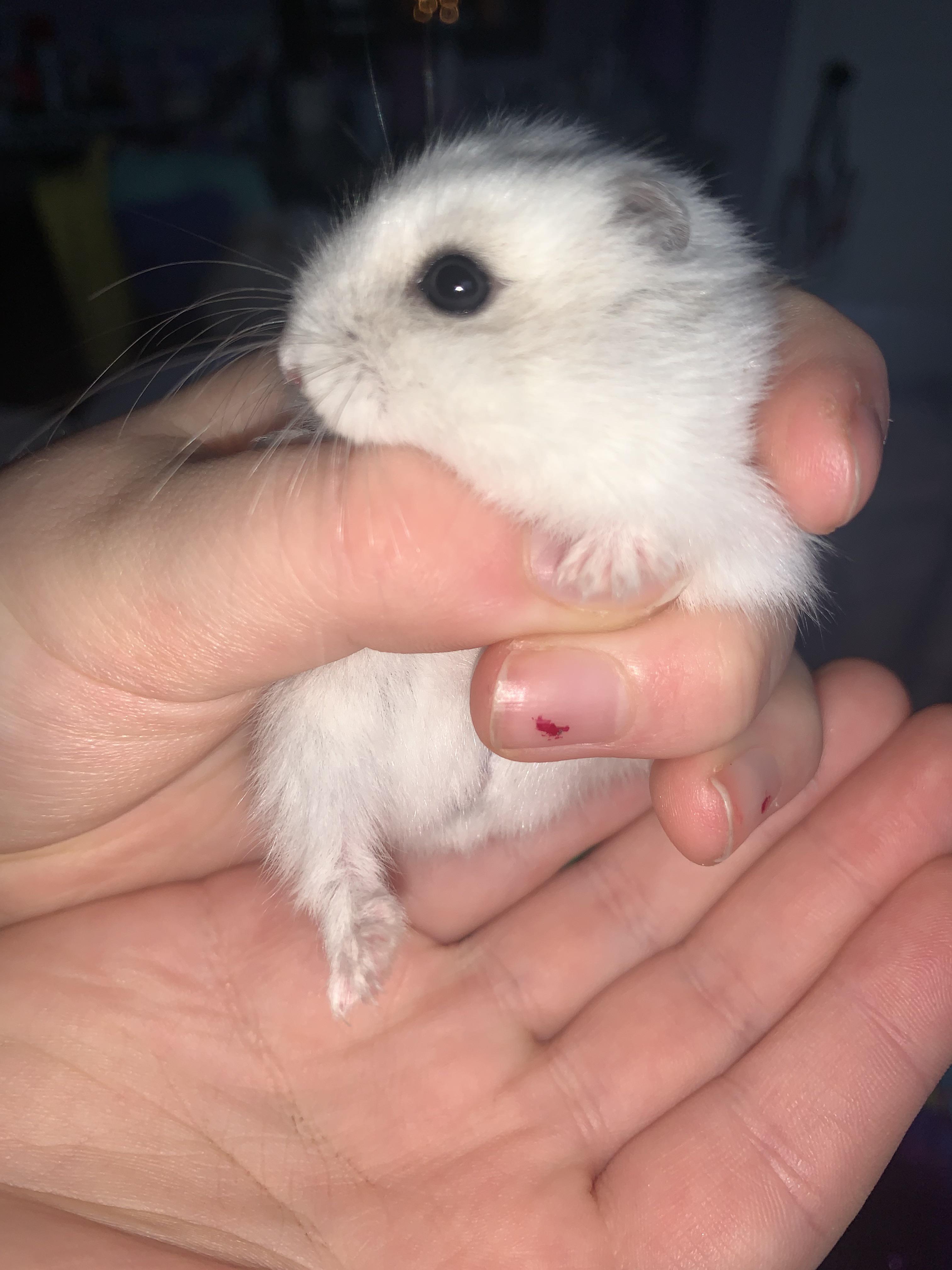 Fun fact Hams can have BLUE eyes, like these. This is my baby Bear. He