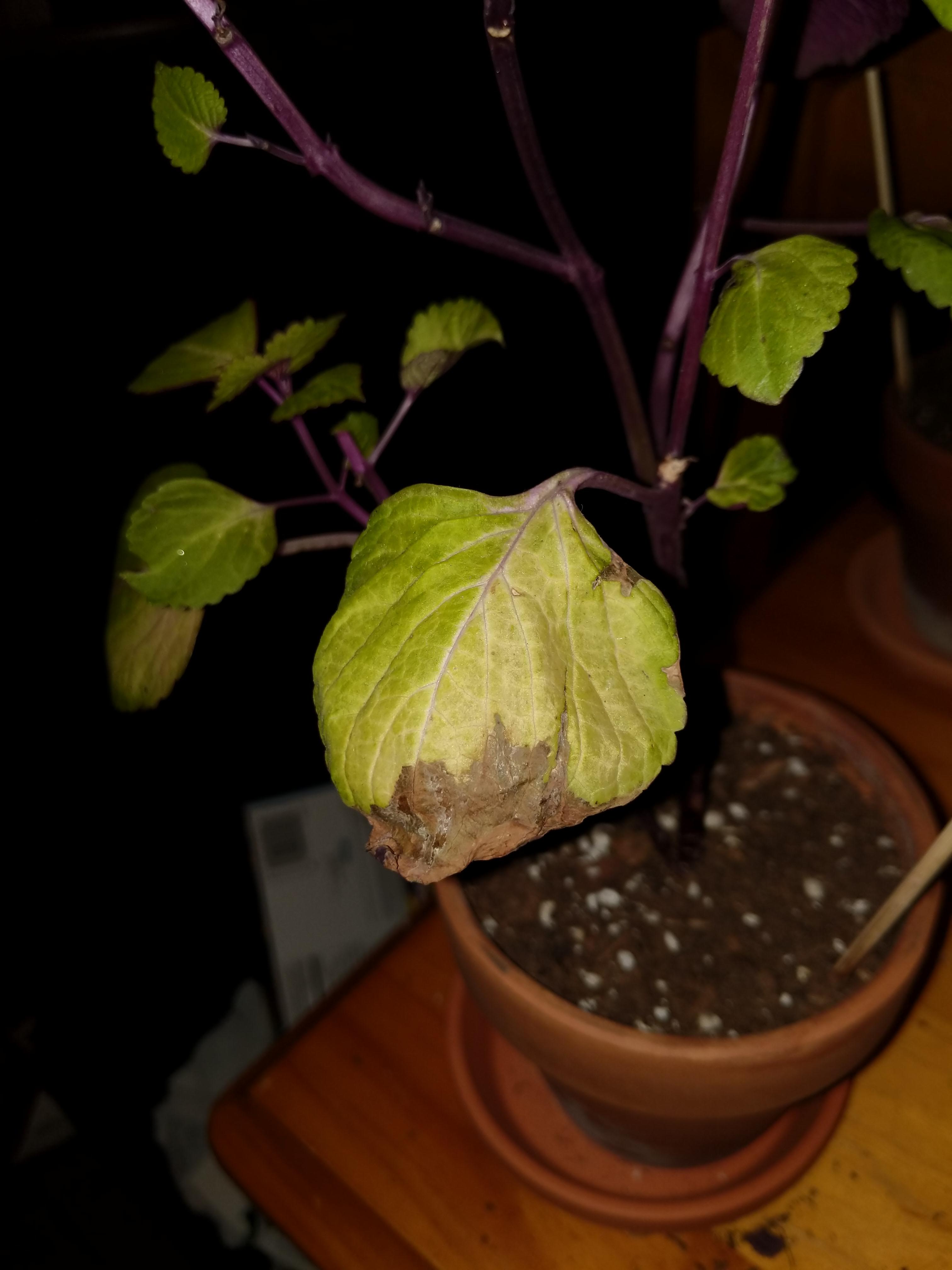 Why is my plant leaves turning brown? r/houseplants
