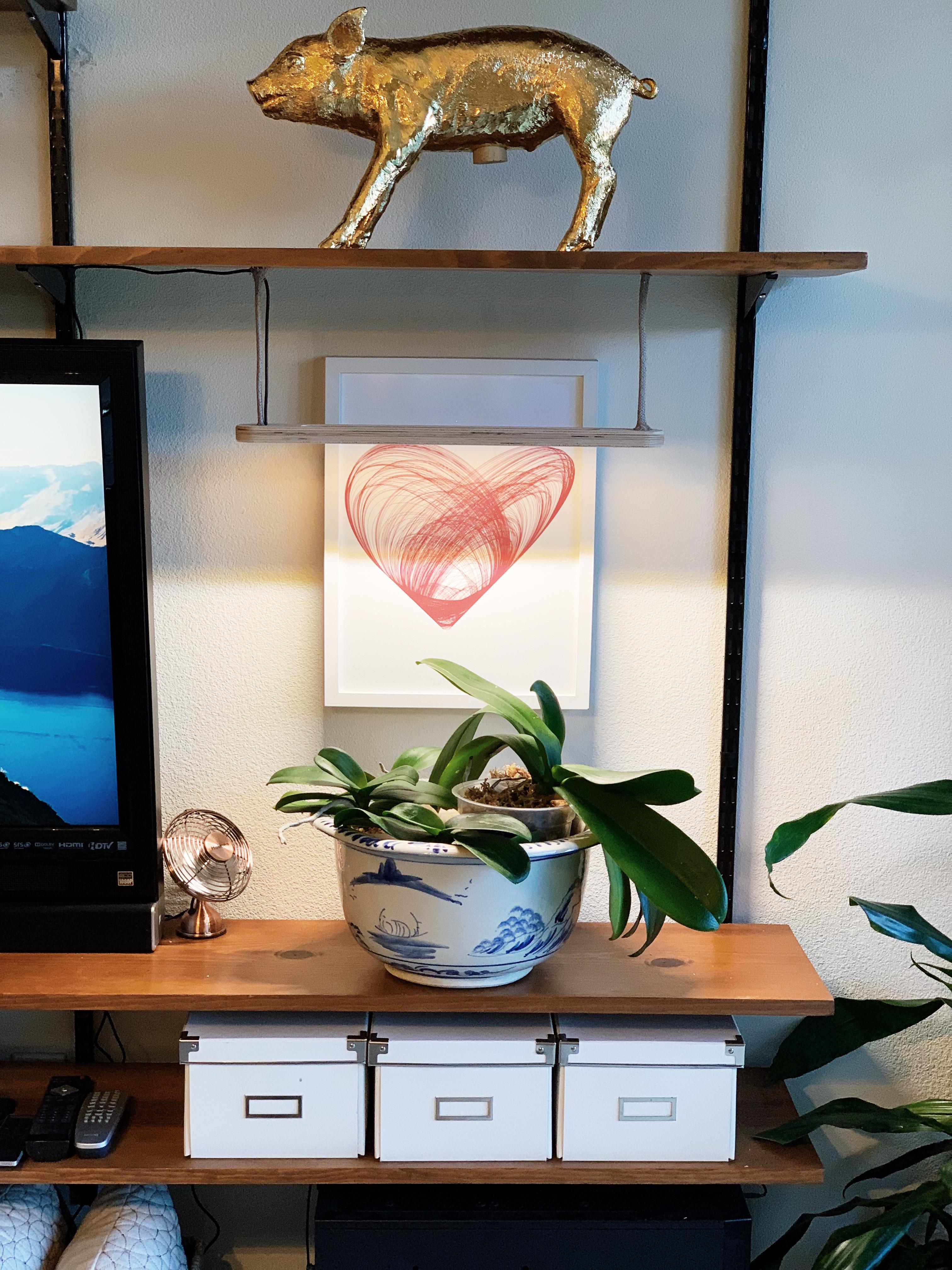 Just installed my orchid grow shelf! I’m determined to get these babes