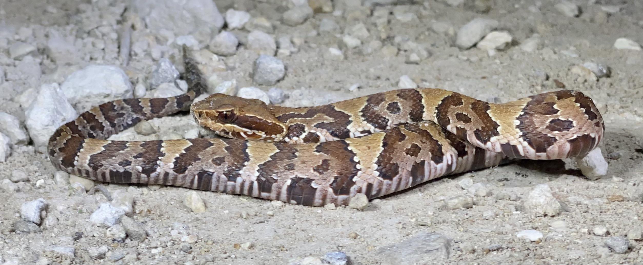 Everglades cottonmouth r/snakes
