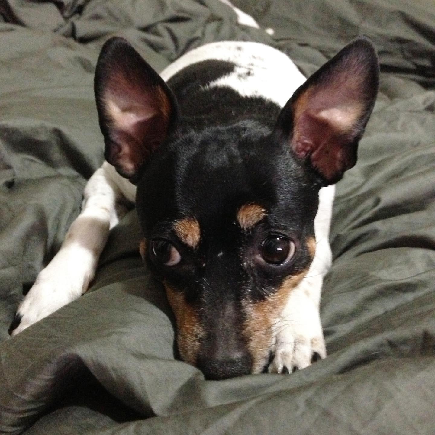 1509 best Min Pin images on Pholder Minpin, Aww and Miniature Pinscher