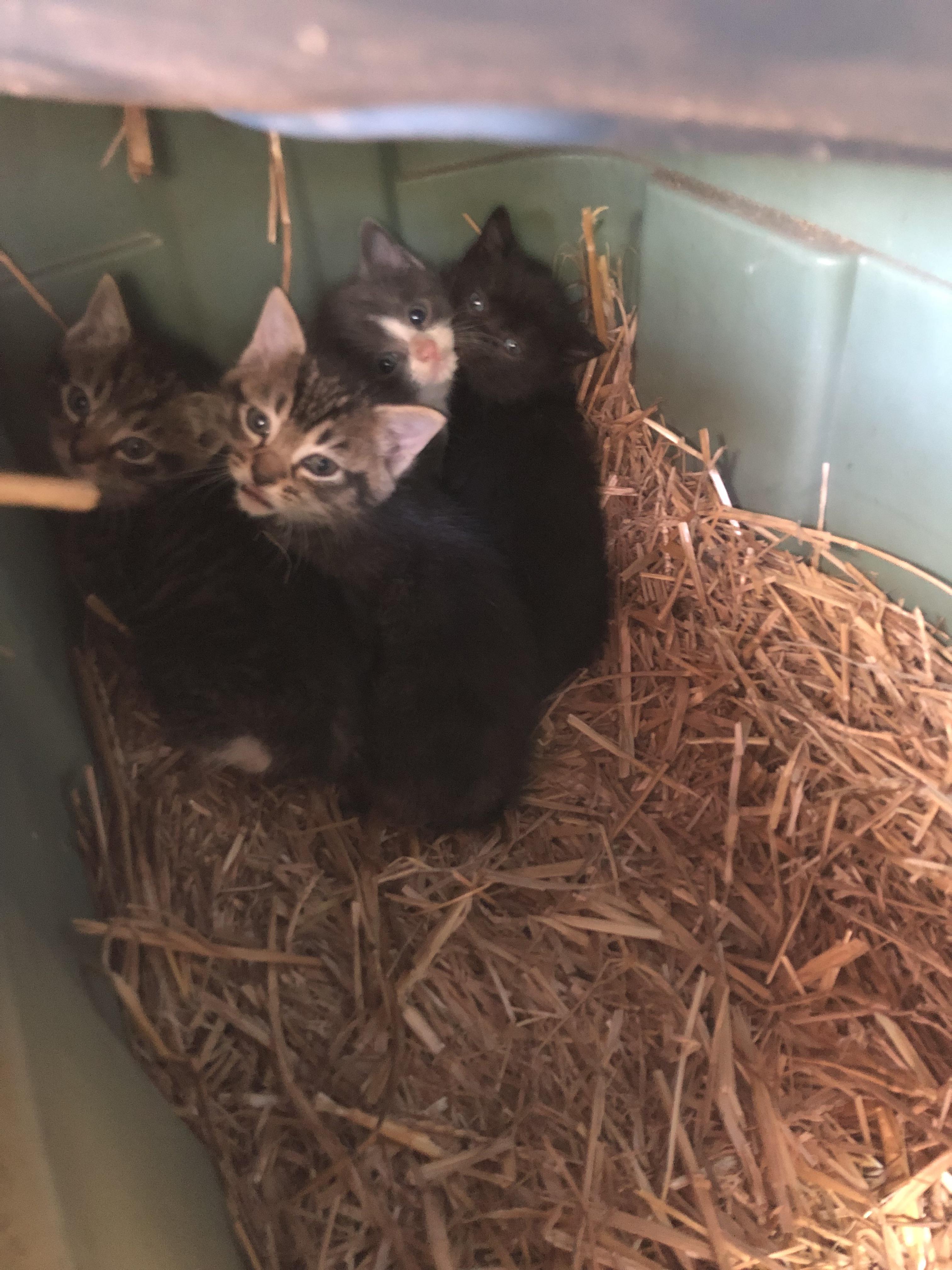 222 best r/feral_cats images on Pholder I need all the advice and