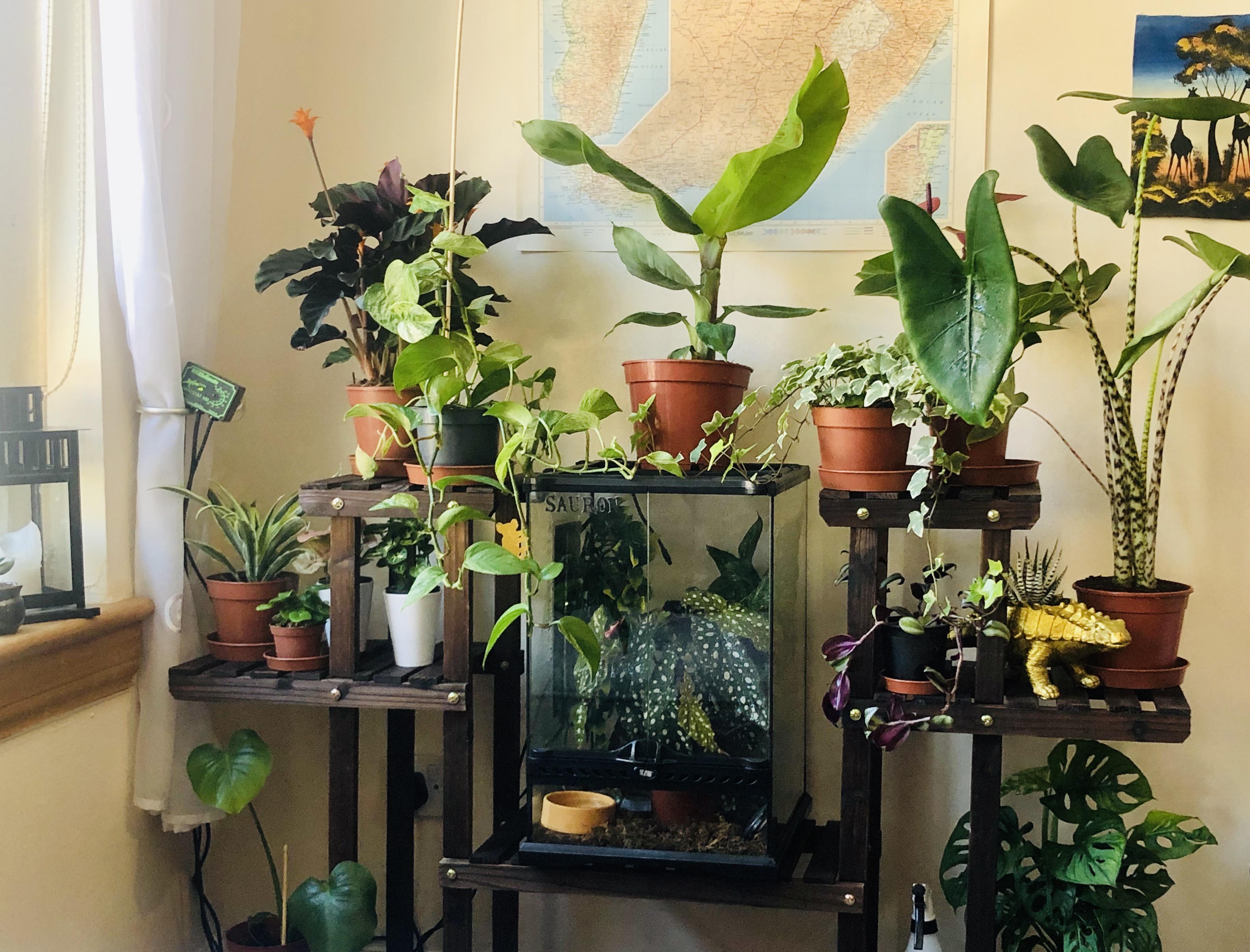 Greening up Glasgow one house plant at a time😍 r/HouseplantsUK
