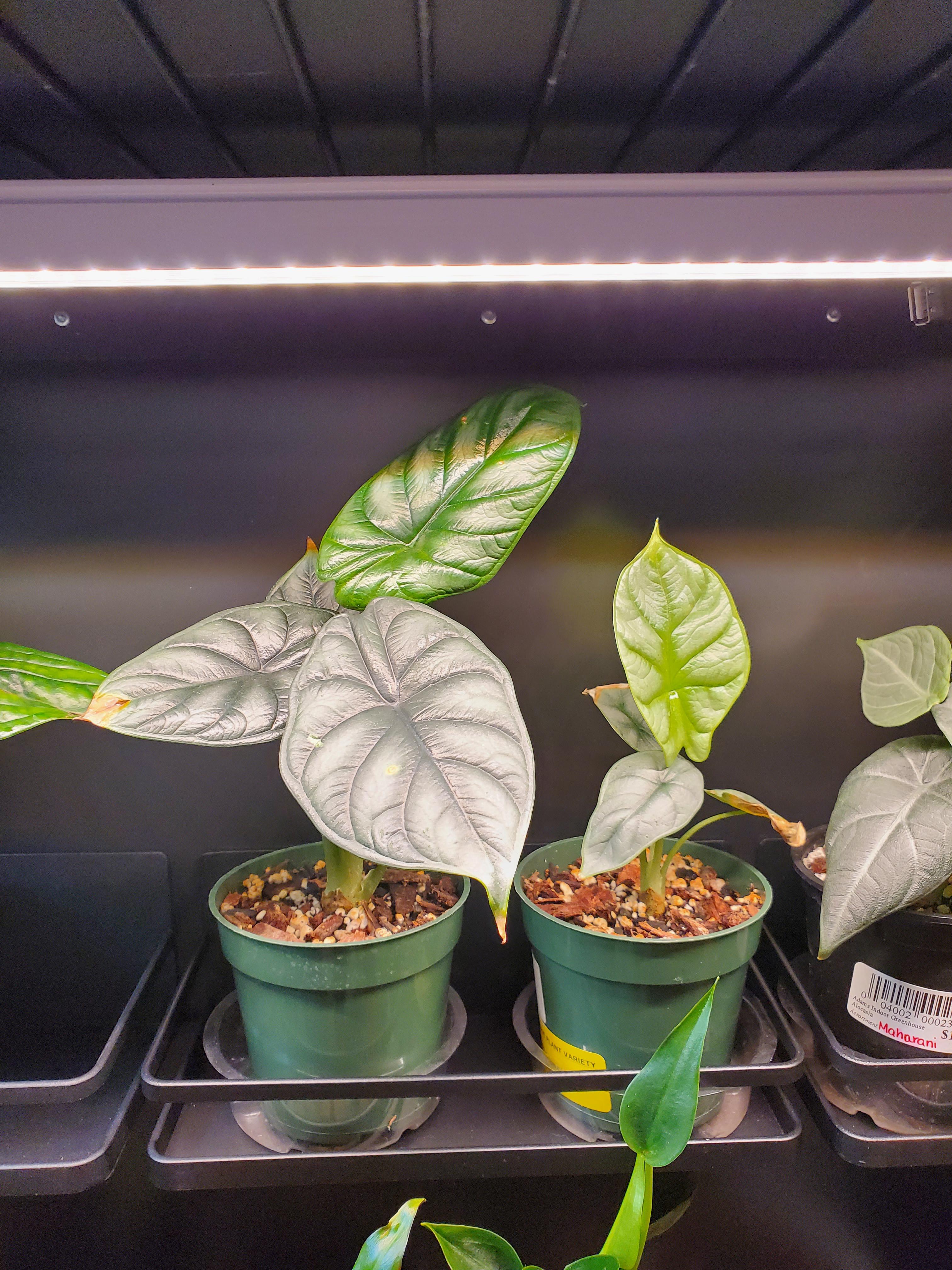 My Alocasia are reaching for light despite being *literally* right