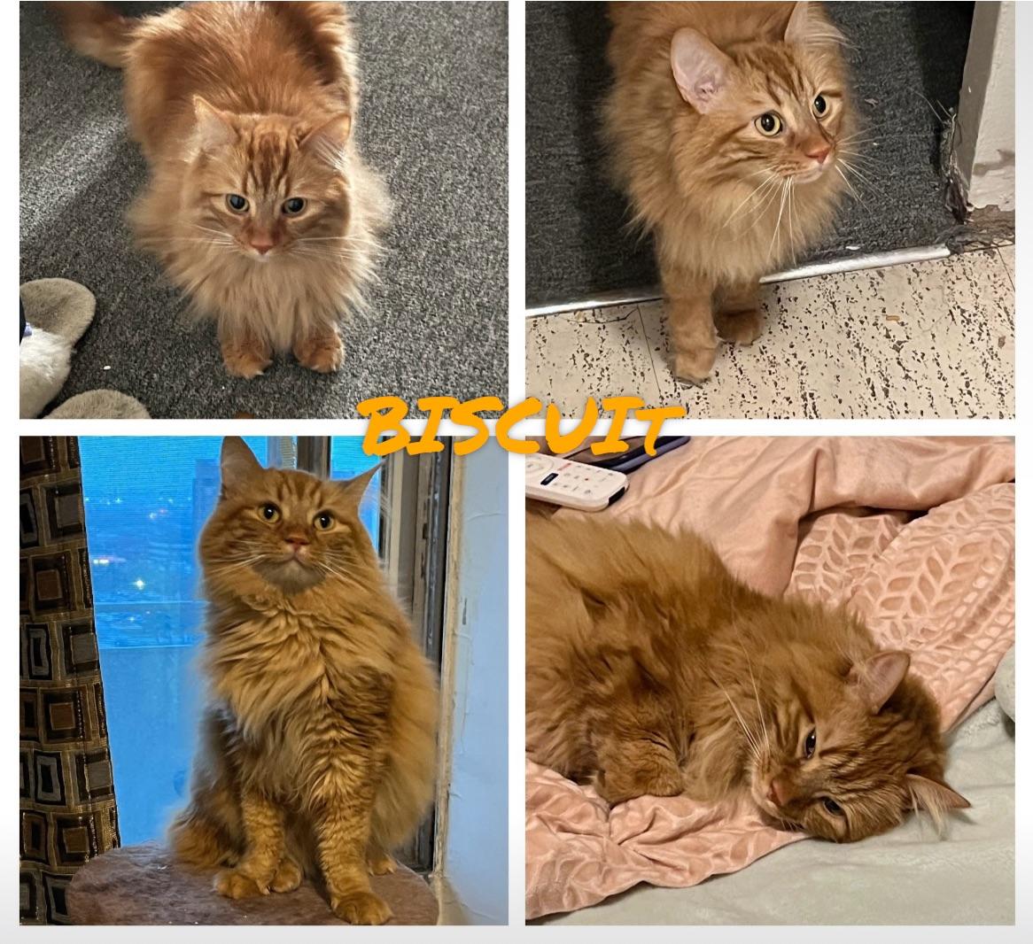 New Cat ONLY Eats Dry Food & ONLY MeowMix r/cats